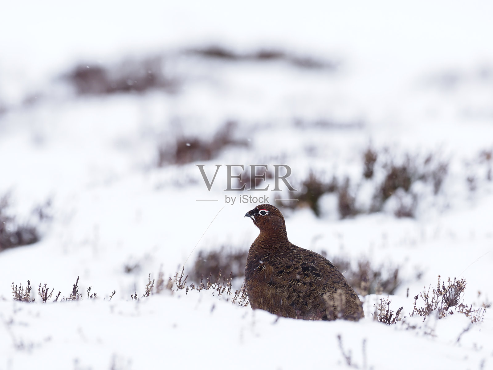 红松鸡，Lagopus Lagopus scoticus，照片摄影图片