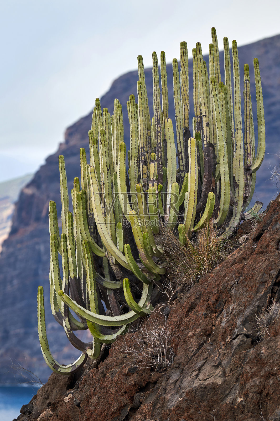 生长在西班牙特内里费岛峡谷岩石斜坡上的大戟科植物照片摄影图片