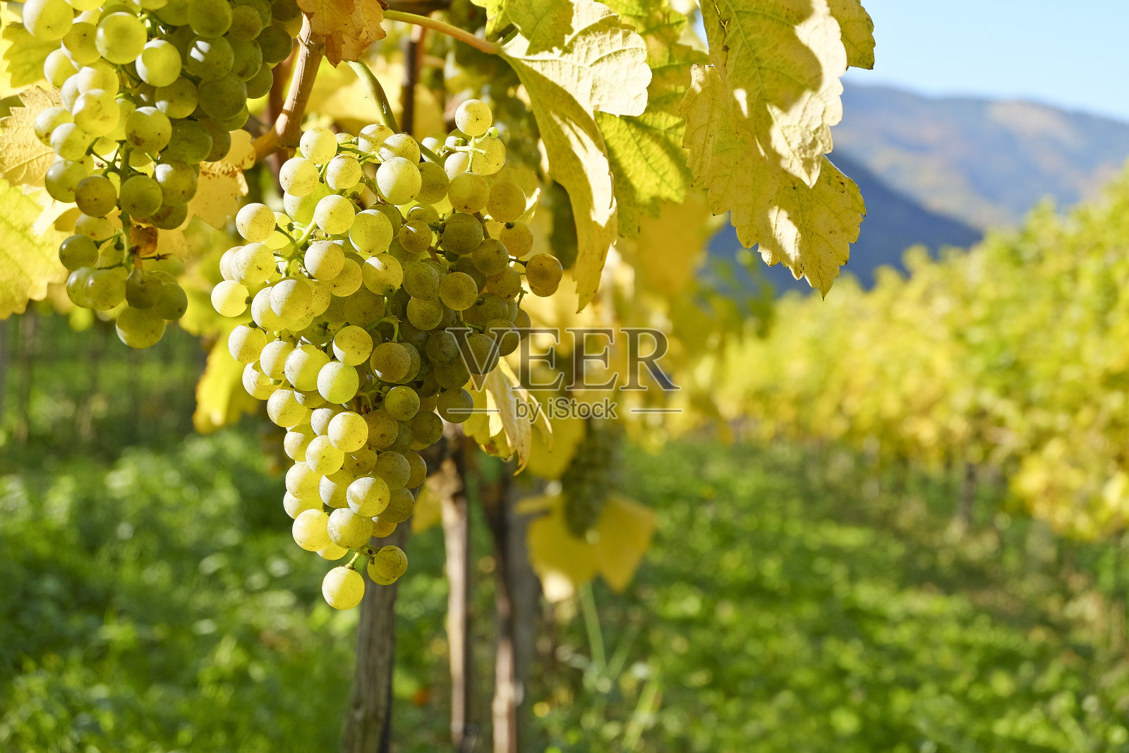 葡萄园里一个阳光明媚的日子。下奥地利多瑙河流域产成熟白葡萄酒的葡萄照片摄影图片