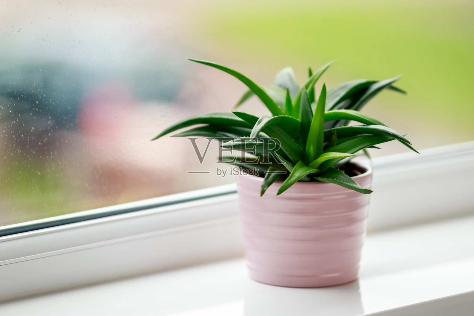 芦荟绿叶，窗台上的室内多汁植物照片摄影图片