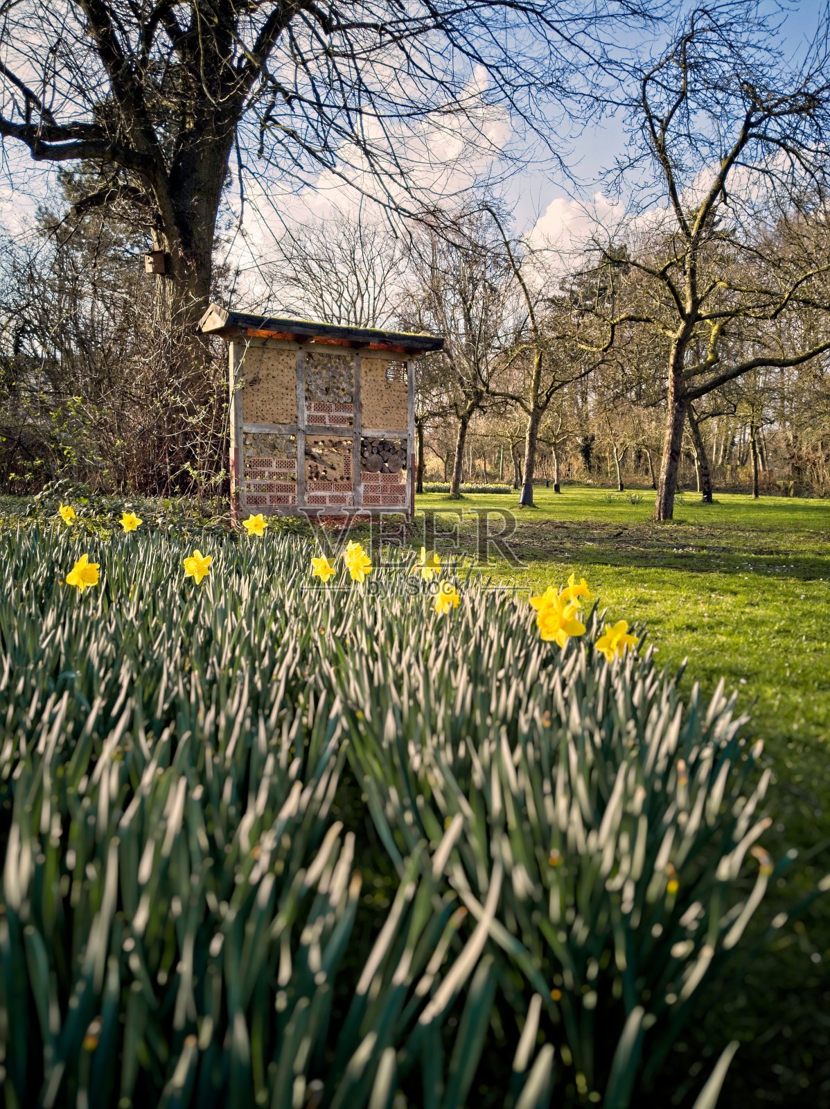 公园与昆虫酒店在春天照片摄影图片