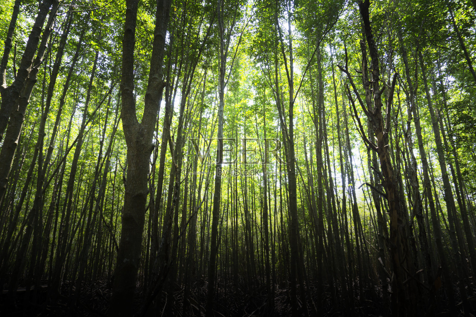 阳光穿过茂密的树枝，在茂密的绿色森林里照片摄影图片