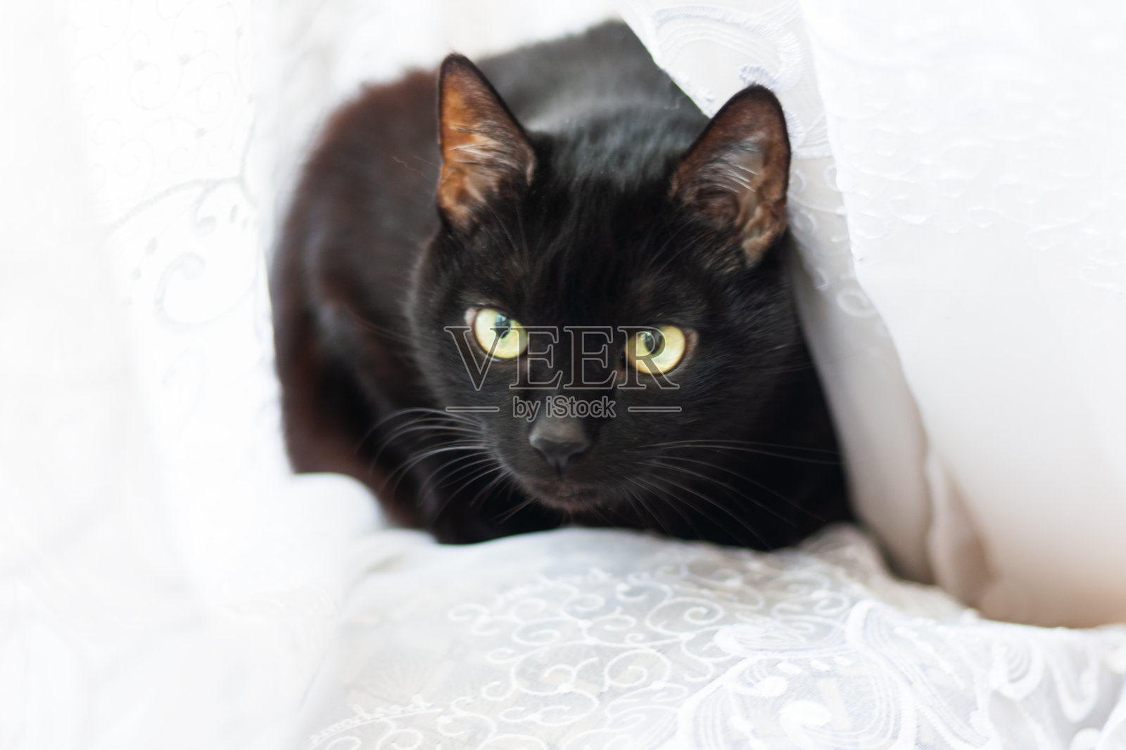 45、一头短毛黄眼睛的黑猫躺在白色格子布上向上看。动物宠物在我们家照片摄影图片