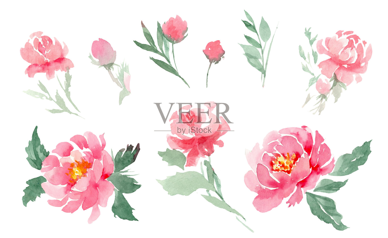一套水彩元素的粉红色牡丹，叶子和芽在一个孤立的白色背景。制作花束、卡片、请柬、标签等插画图片素材