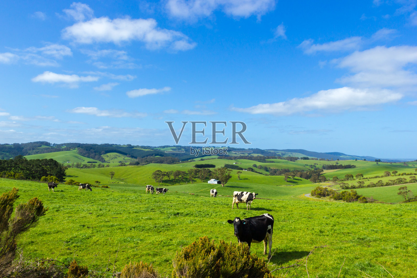 澳大利亚维多利亚州，在绿色山丘上吃草的奶牛照片摄影图片