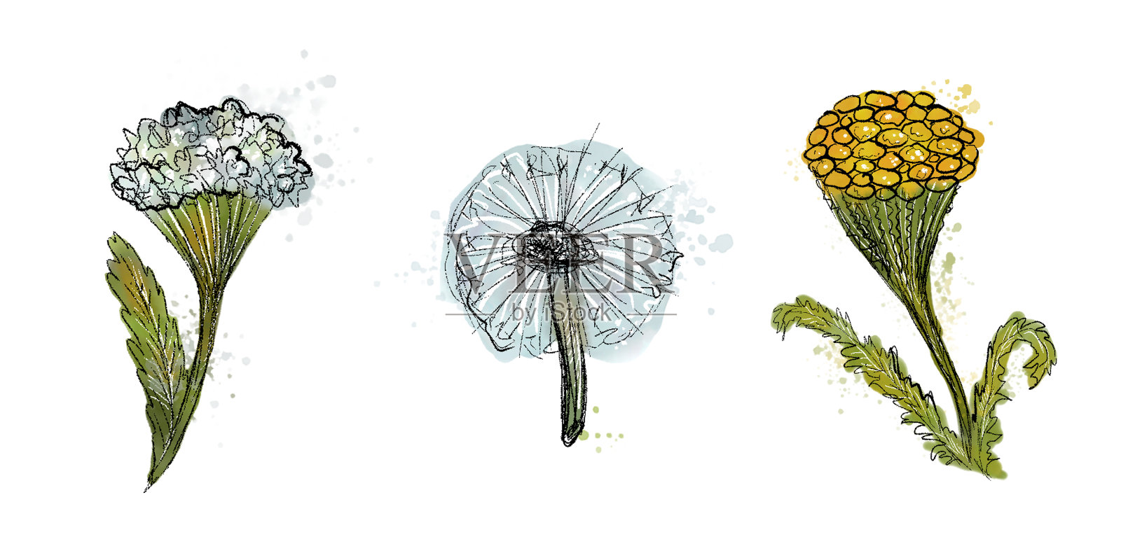 水彩水墨系列:蒲公英、唐茜、蓍草三种夏季花卉一套。孤立的插图上的白色背景。插画图片素材
