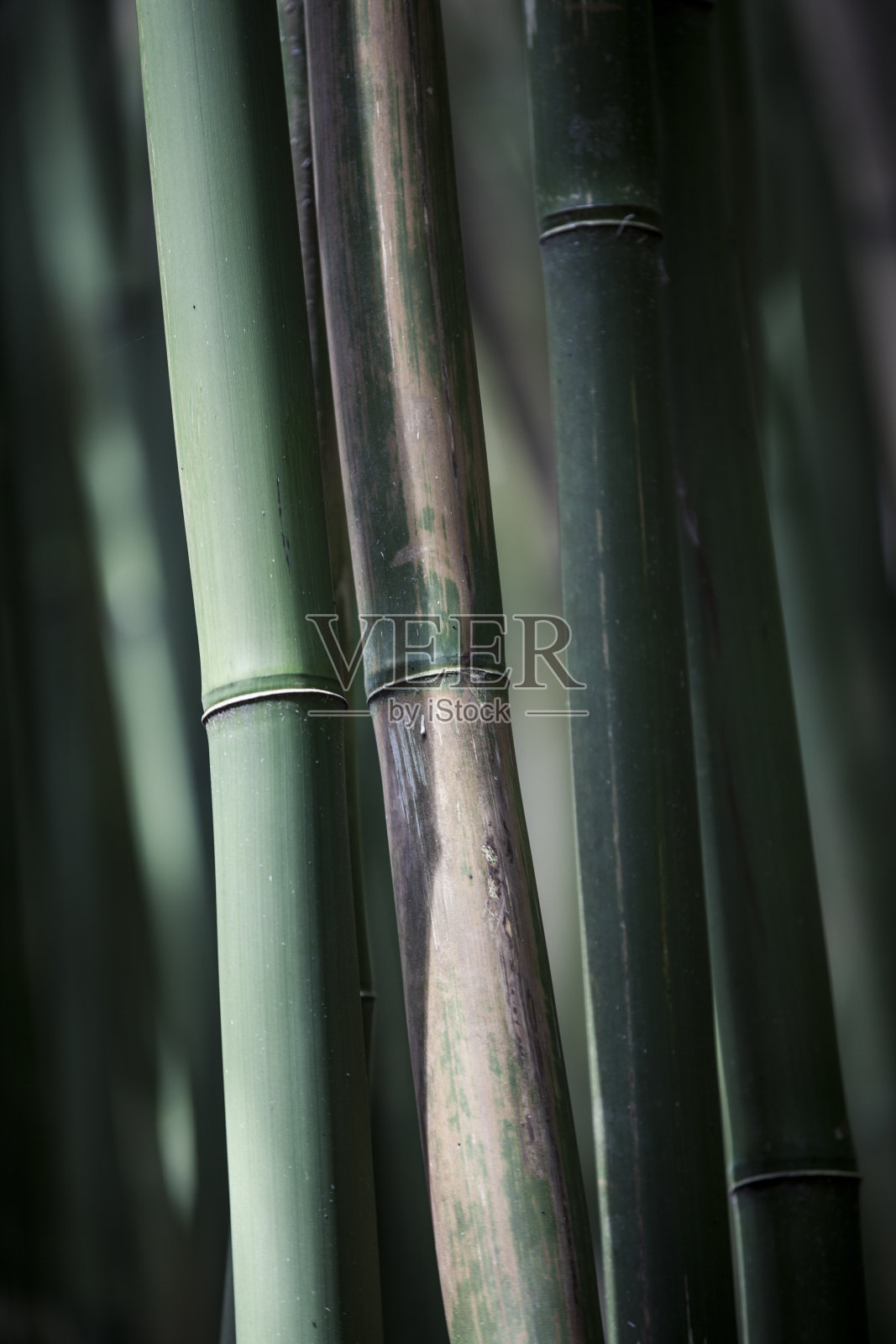 竹子的背景照片摄影图片