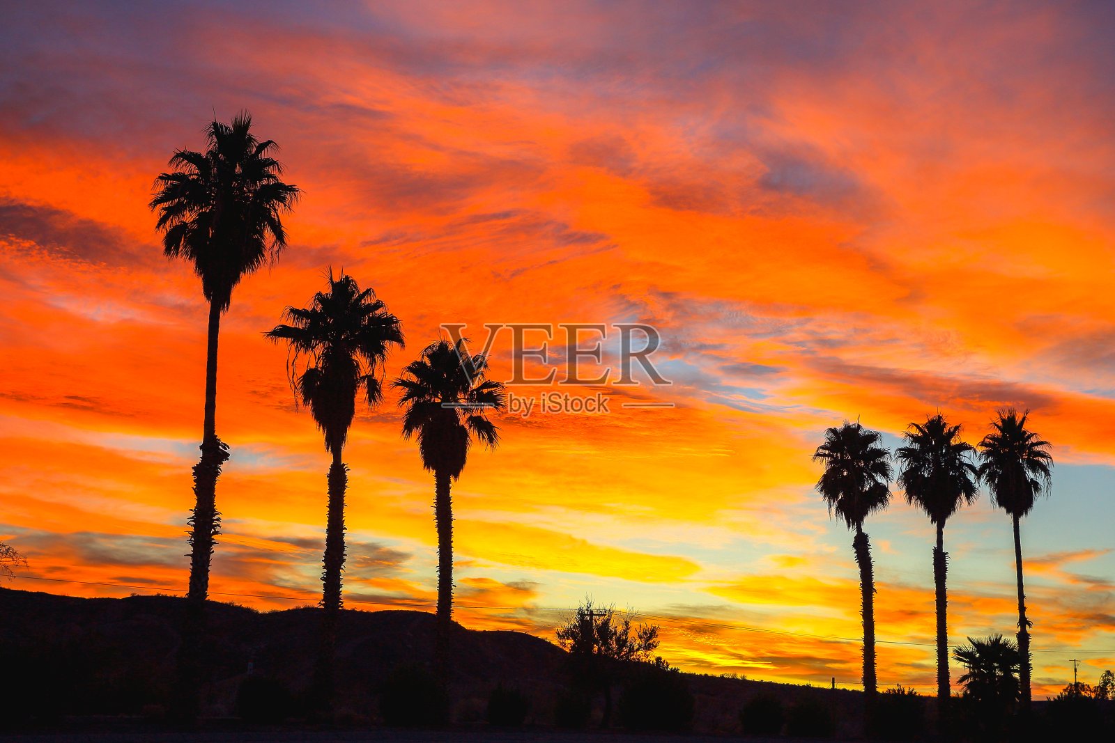 日落沙漠棕榈树，美国内华达州照片摄影图片