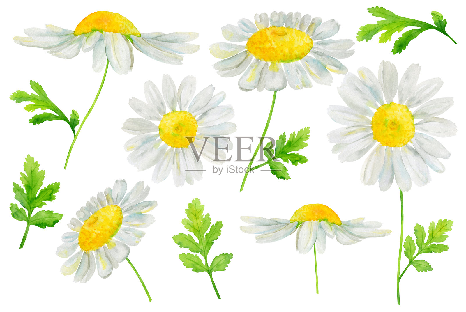 水彩手绘集与洋甘菊花和绿叶孤立在白色的背景。插画图片素材