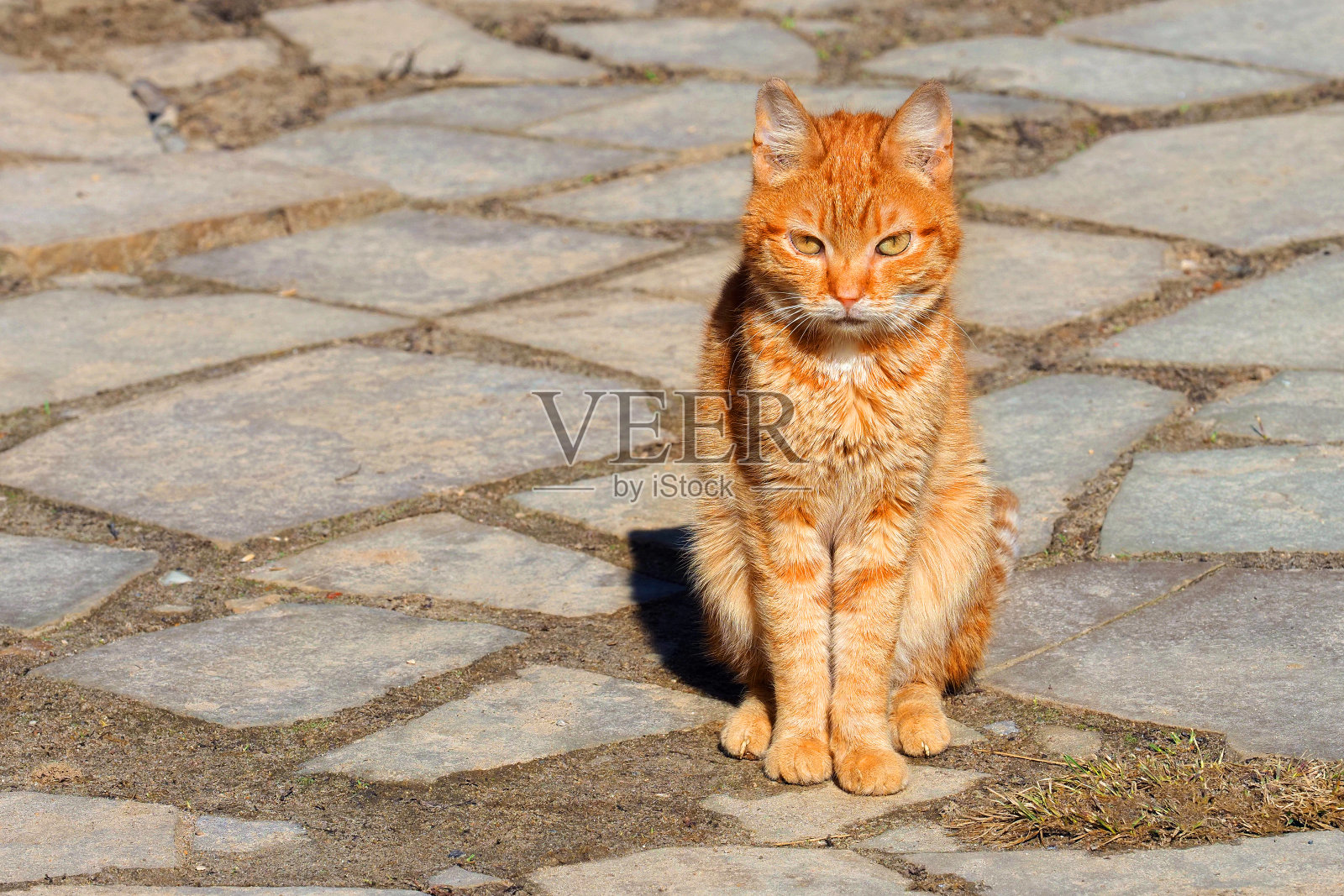 严肃的小红猫用长腿在阳光下看着相机，放置文字照片摄影图片