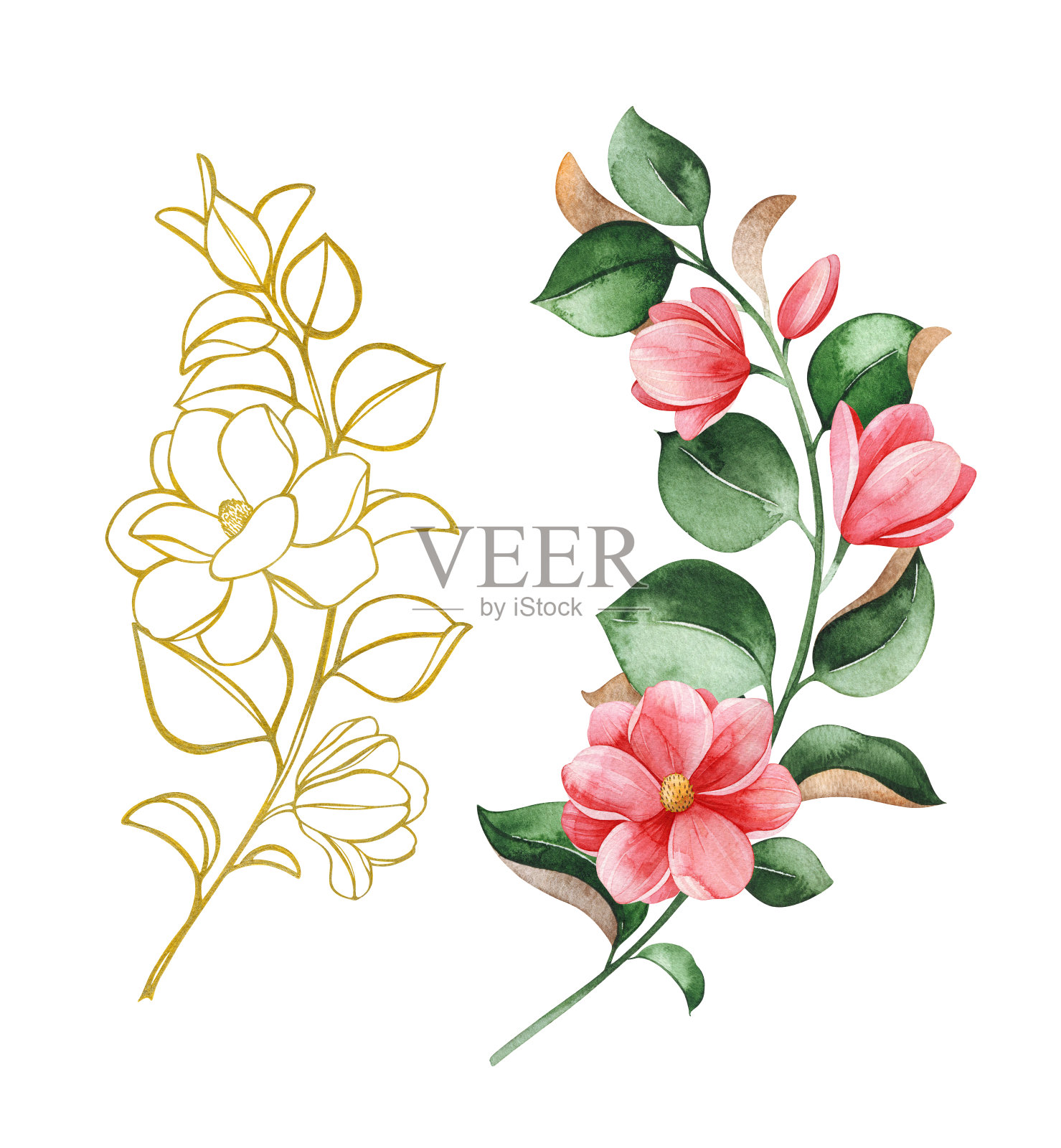 水彩和金色的水墨线条艺术木兰花枝在白色的背景插画图片素材