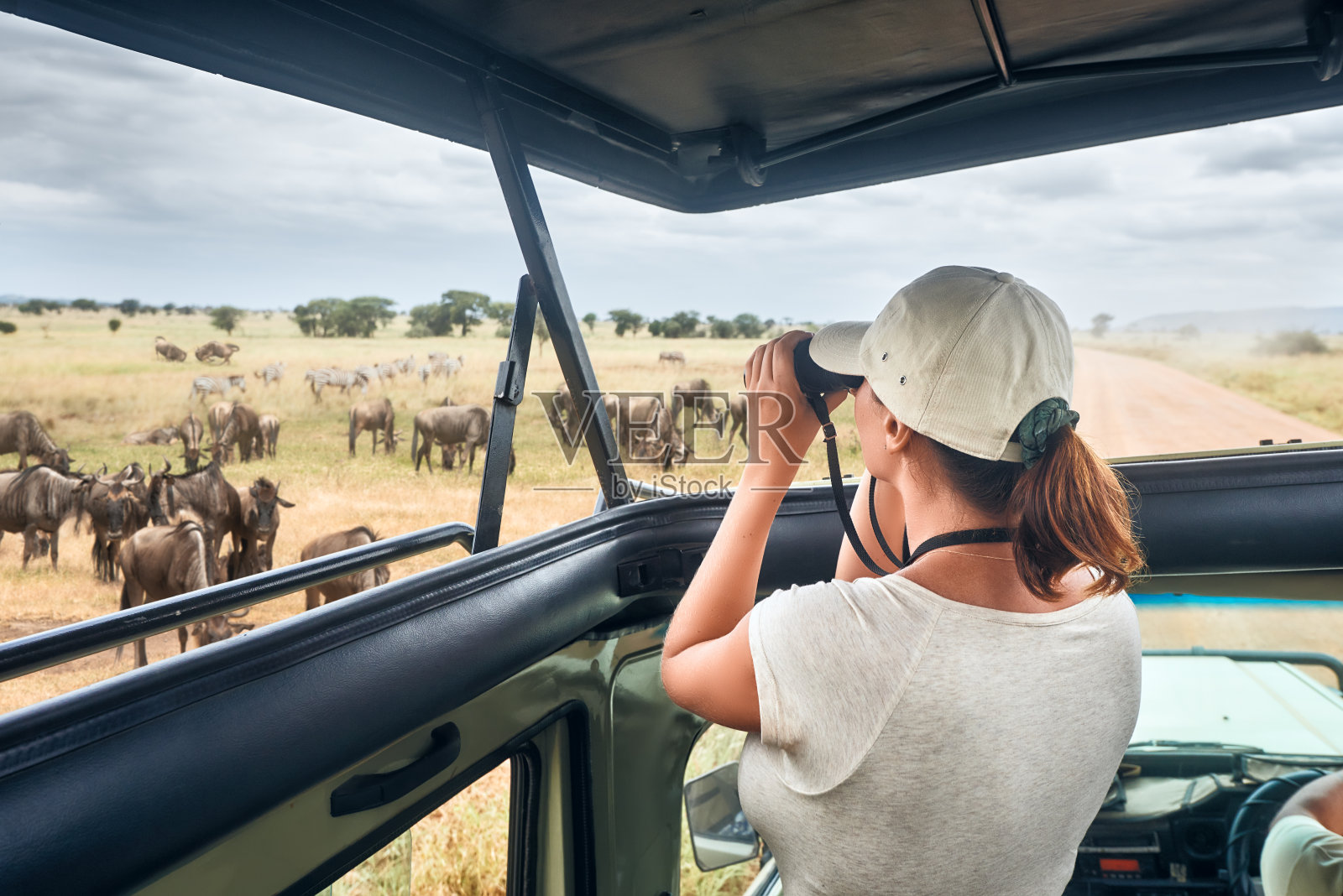 一名女子在非洲狩猎旅行中开着敞篷的汽车，观看野生斑马和羚羊照片摄影图片