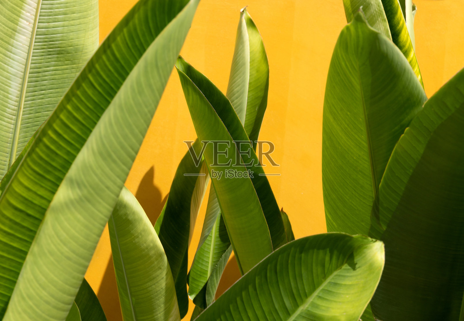黄墙附近的热带绿色叶子。照片摄影图片