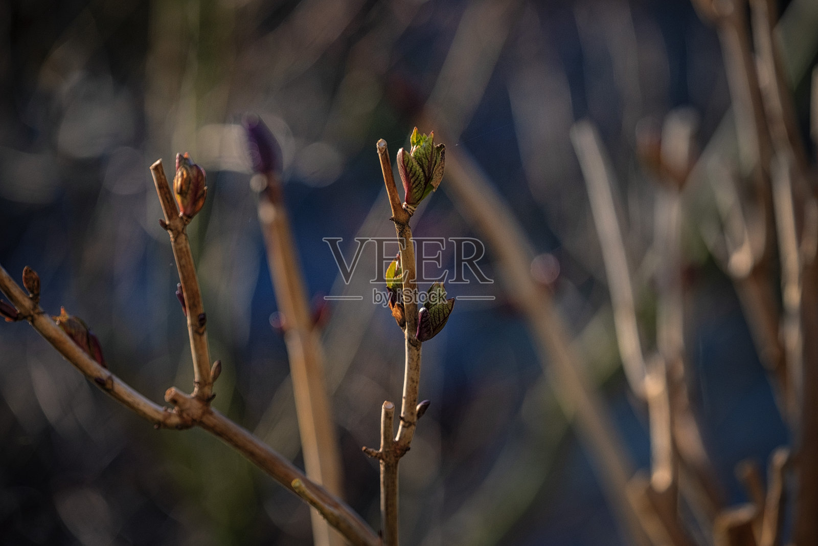春天的时候，树枝上冒出了绿色的新芽照片摄影图片