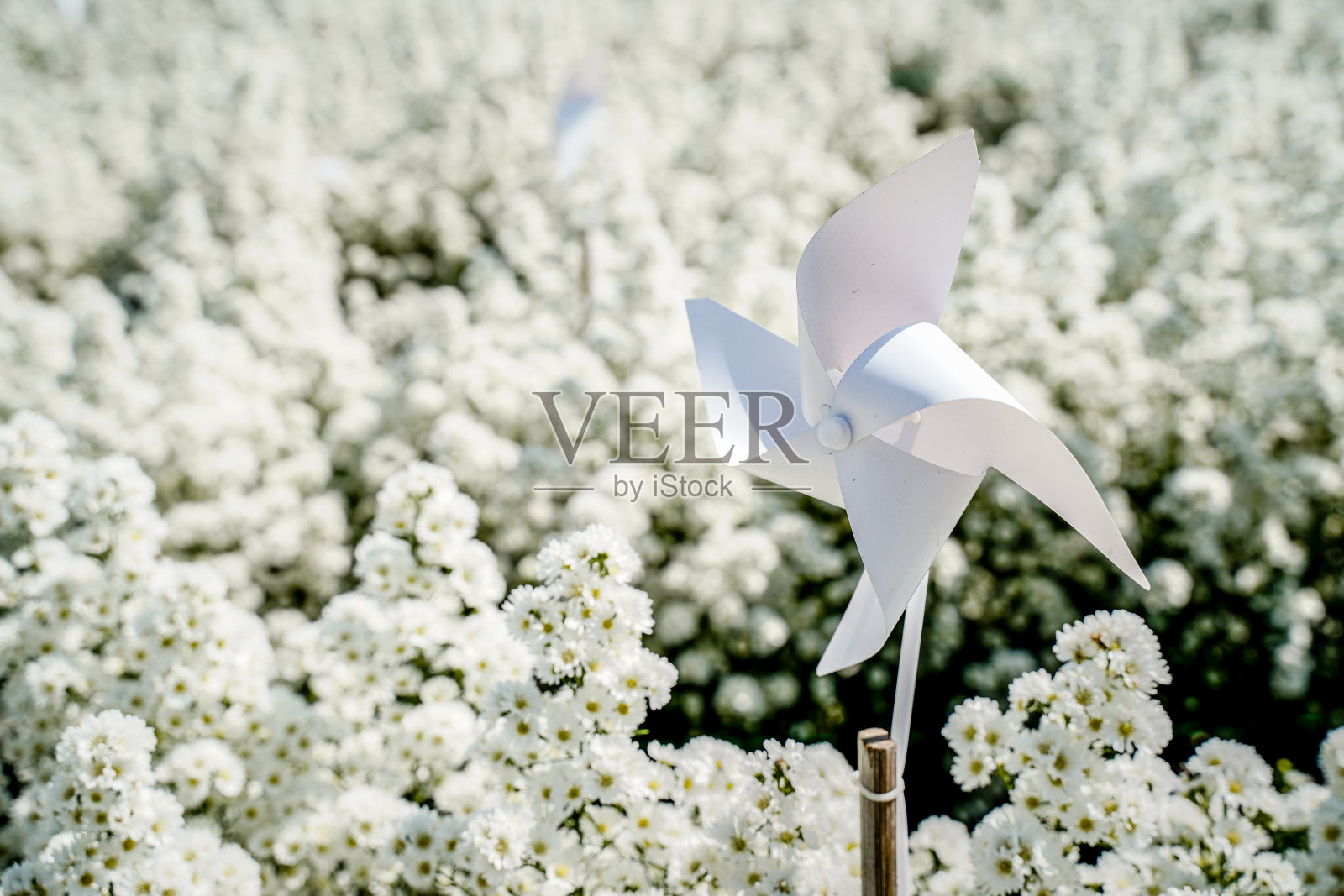 近白纸风车在美丽的白色切割机紫菀花田背景。照片摄影图片