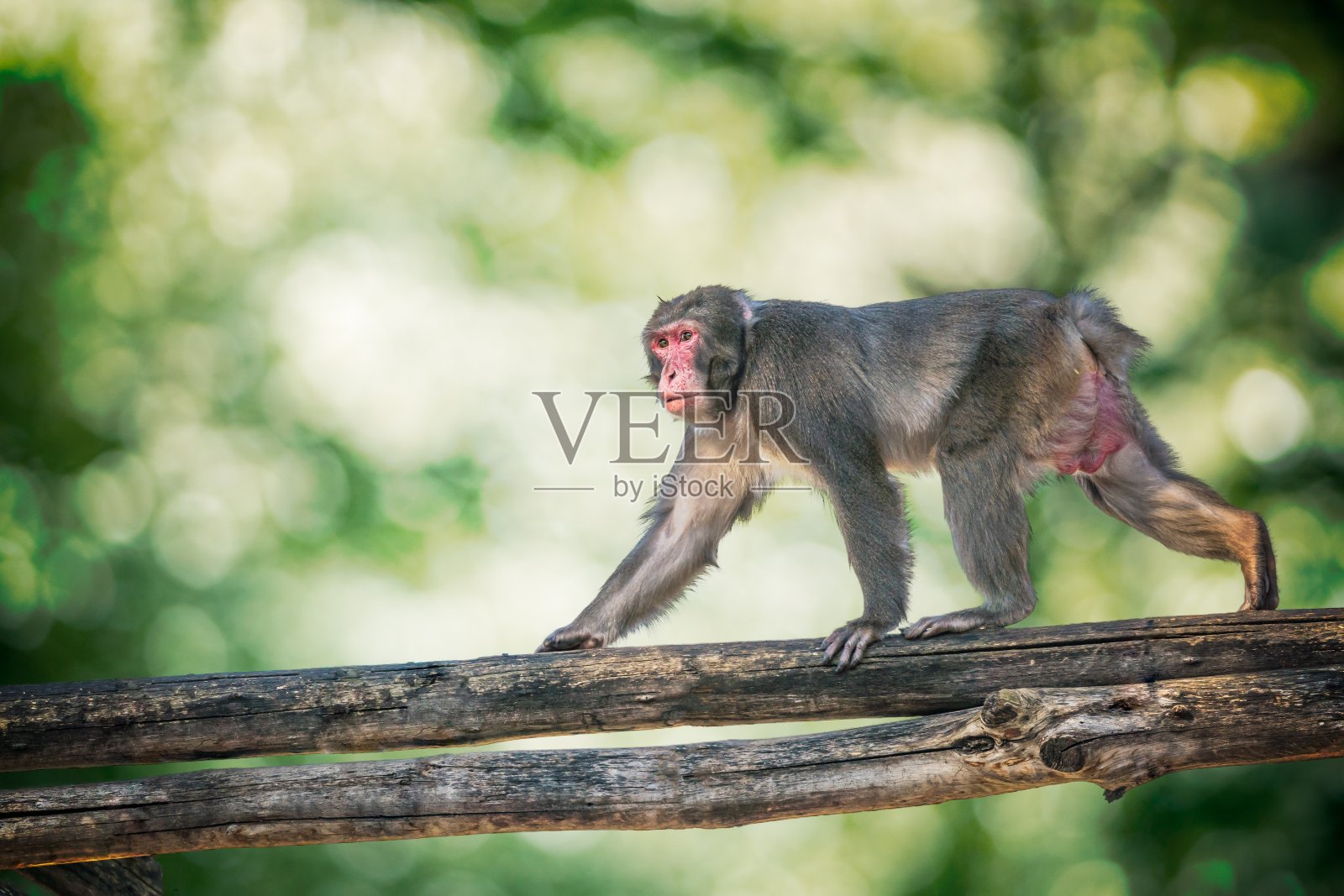 在森林里，一只猕猴正在爬上树枝。照片摄影图片