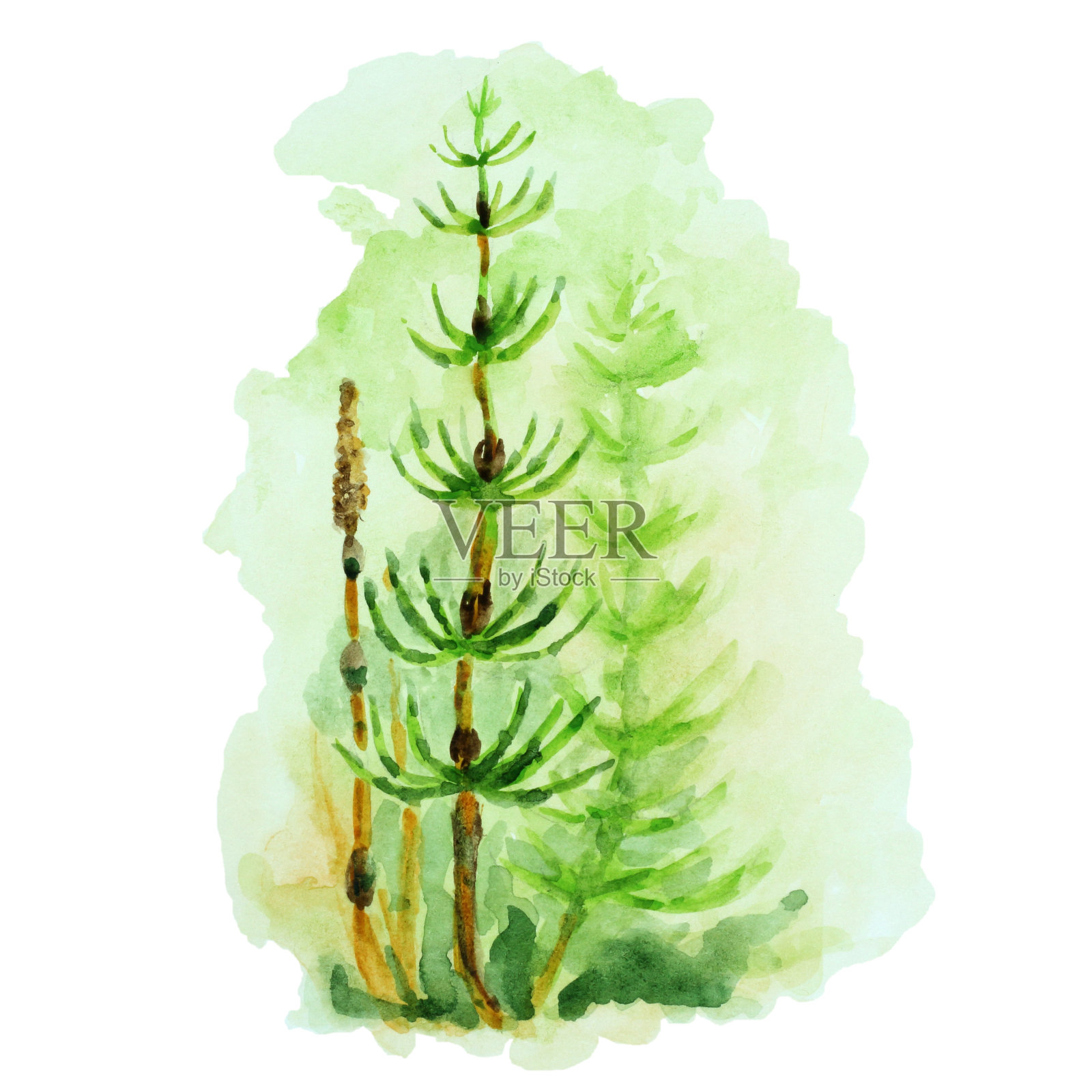 绿色马尾在白色的背景，手绘水彩。插画图片素材