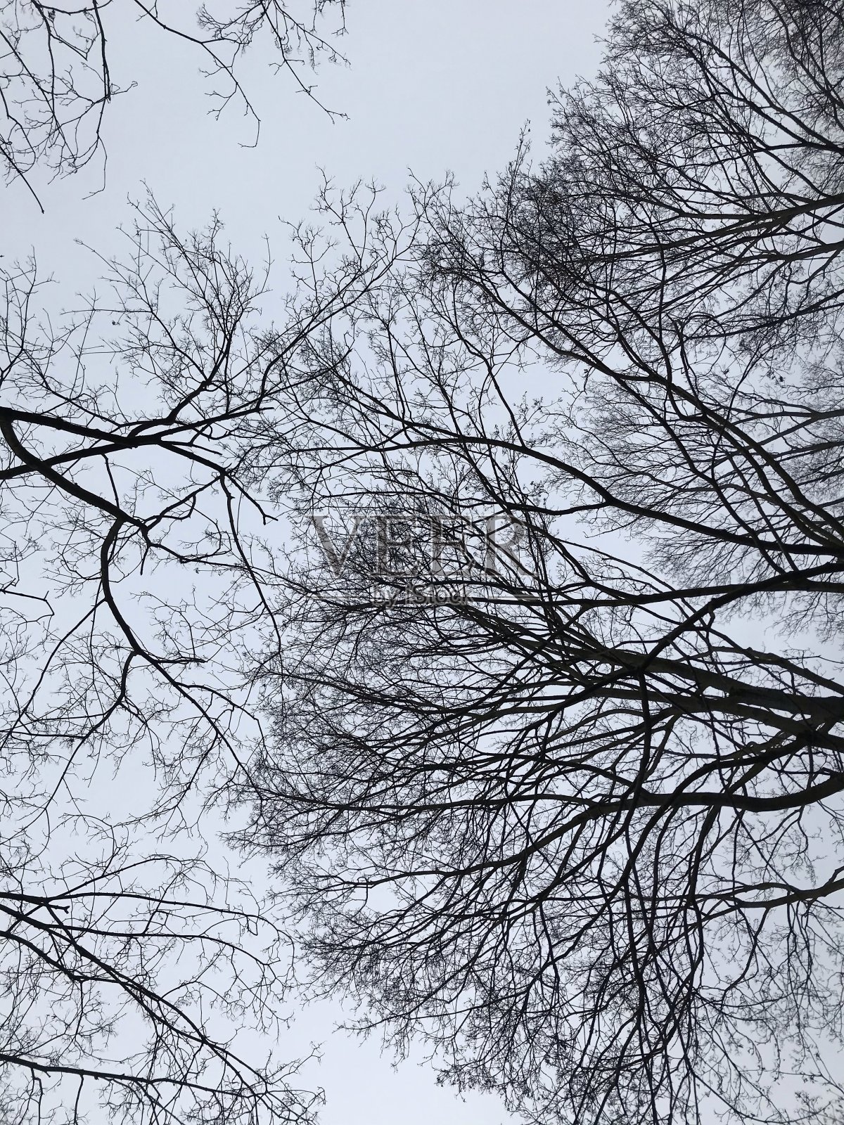 柏林一片森林周围的光秃秃的树枝照片摄影图片