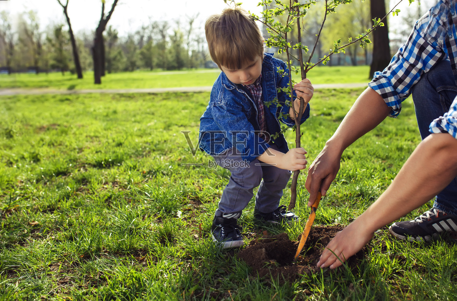 小男孩帮助他的父亲在花园里种树。照片摄影图片