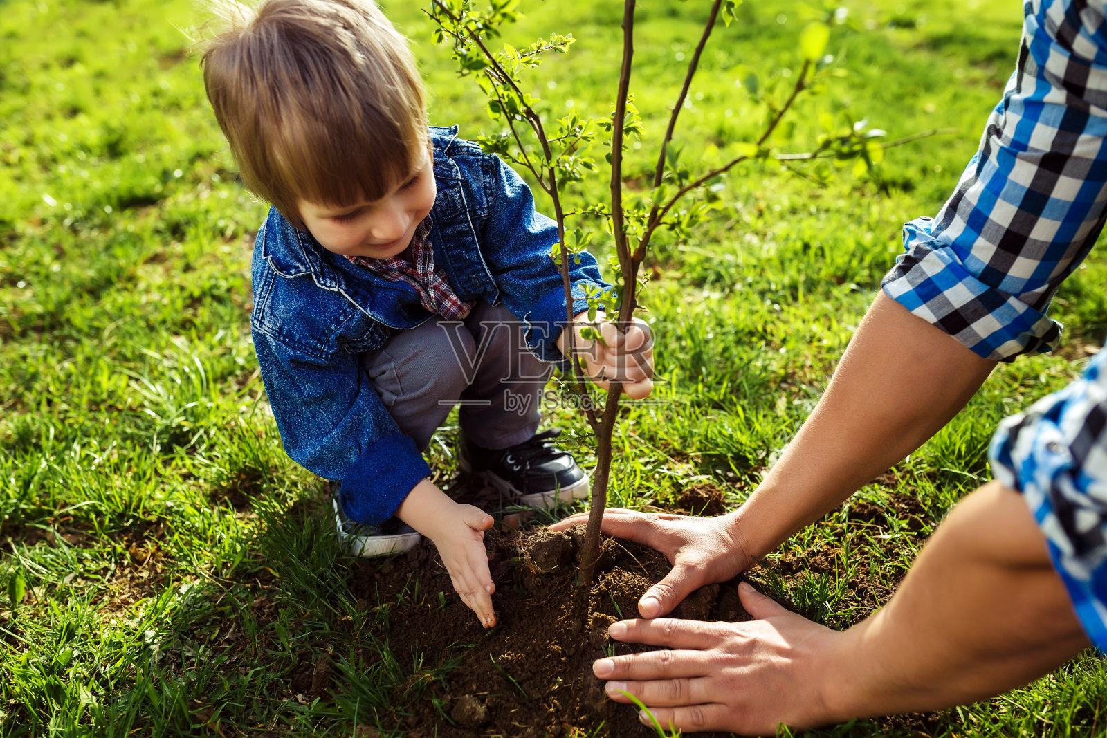 小男孩帮助他的父亲在花园里种树。照片摄影图片