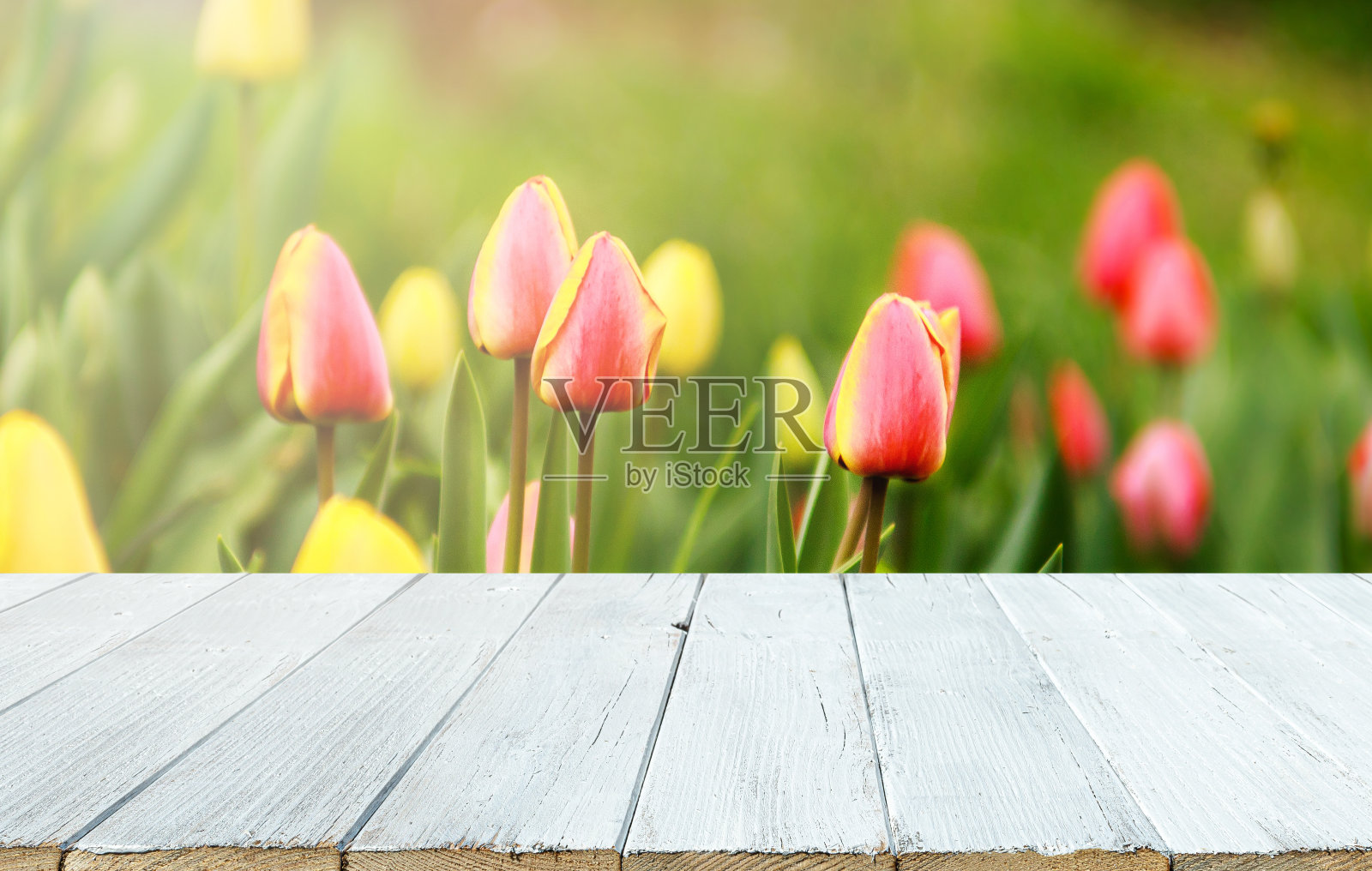 空的白色木桌和模糊的郁金香花园背景。自然模板与美丽的散景和温暖的阳光。产品展示的概念横幅照片摄影图片