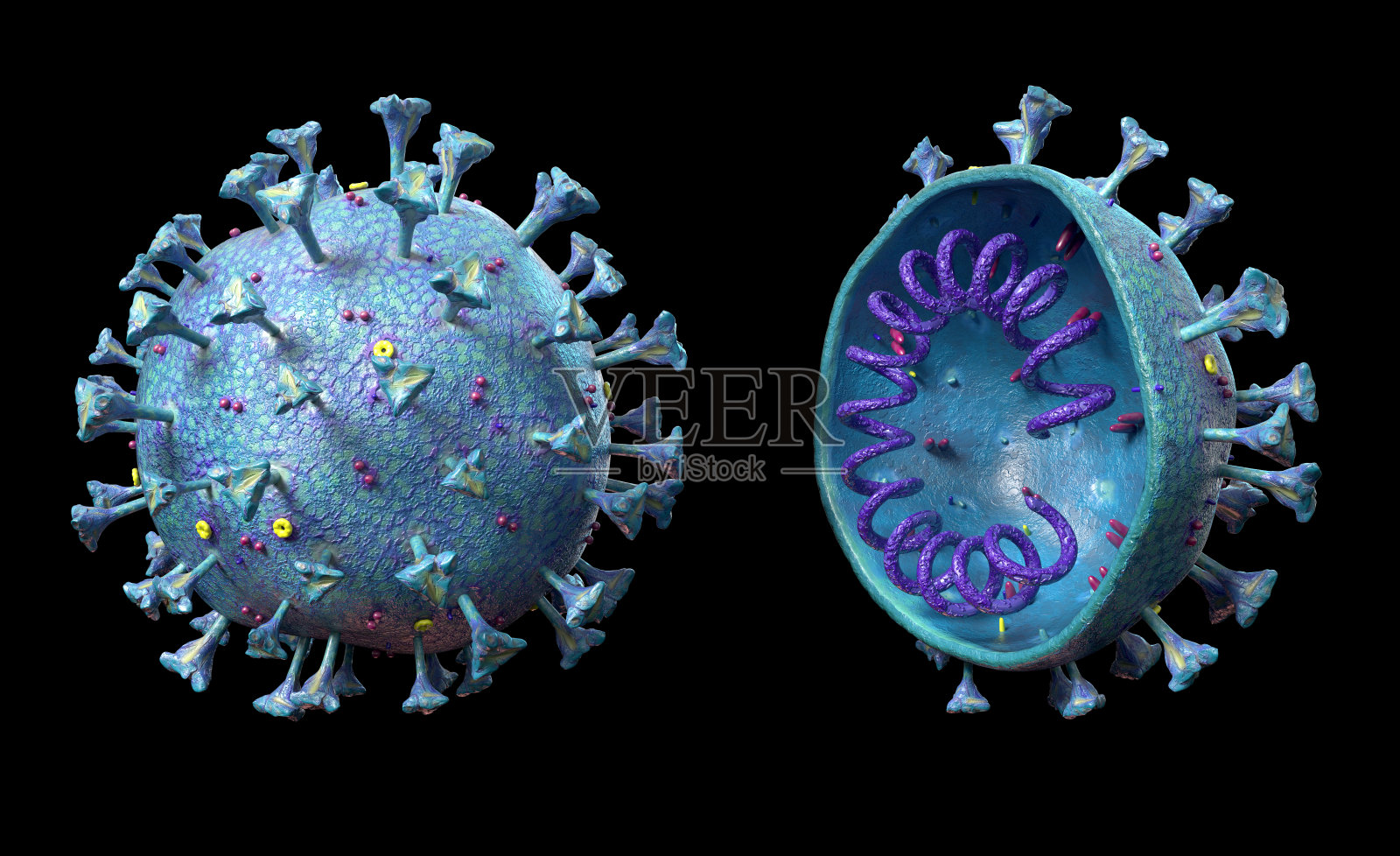 具有详细结构和截面的冠状病毒场景。照片摄影图片