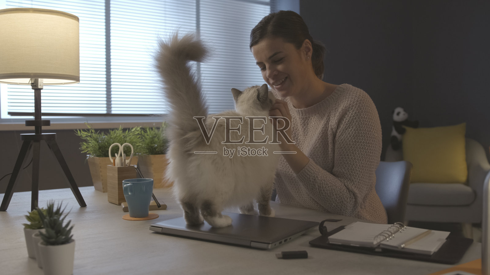 一个女人坐在办公桌前，抱着她的猫照片摄影图片