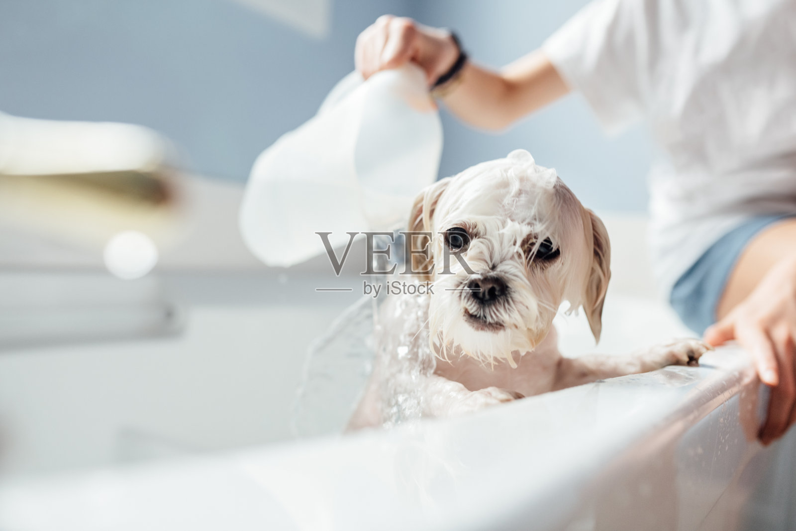 狗狗洗澡照片摄影图片