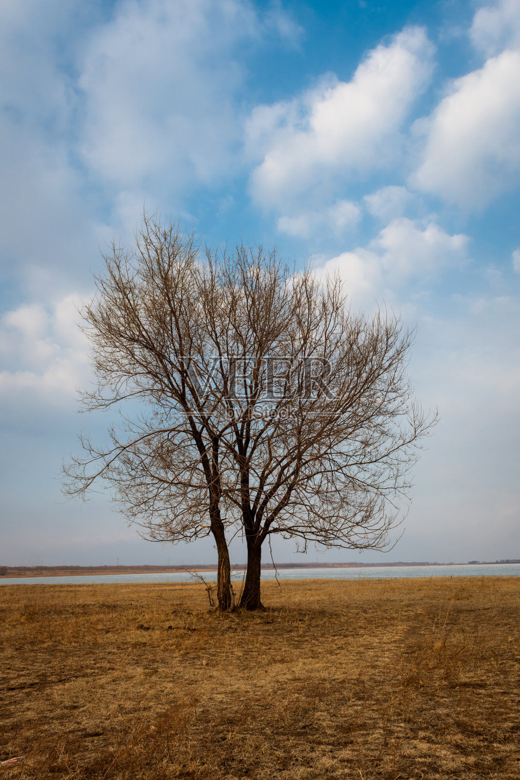湖边一棵孤独的树照片摄影图片