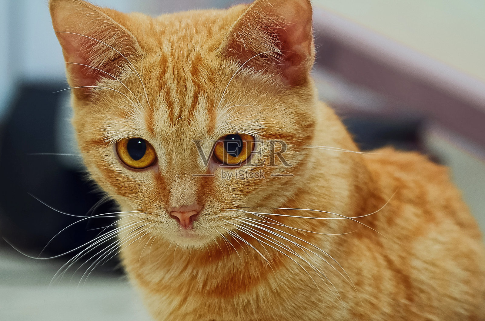 一个漂亮的红猫黄色眼睛的肖像，特写。照片摄影图片