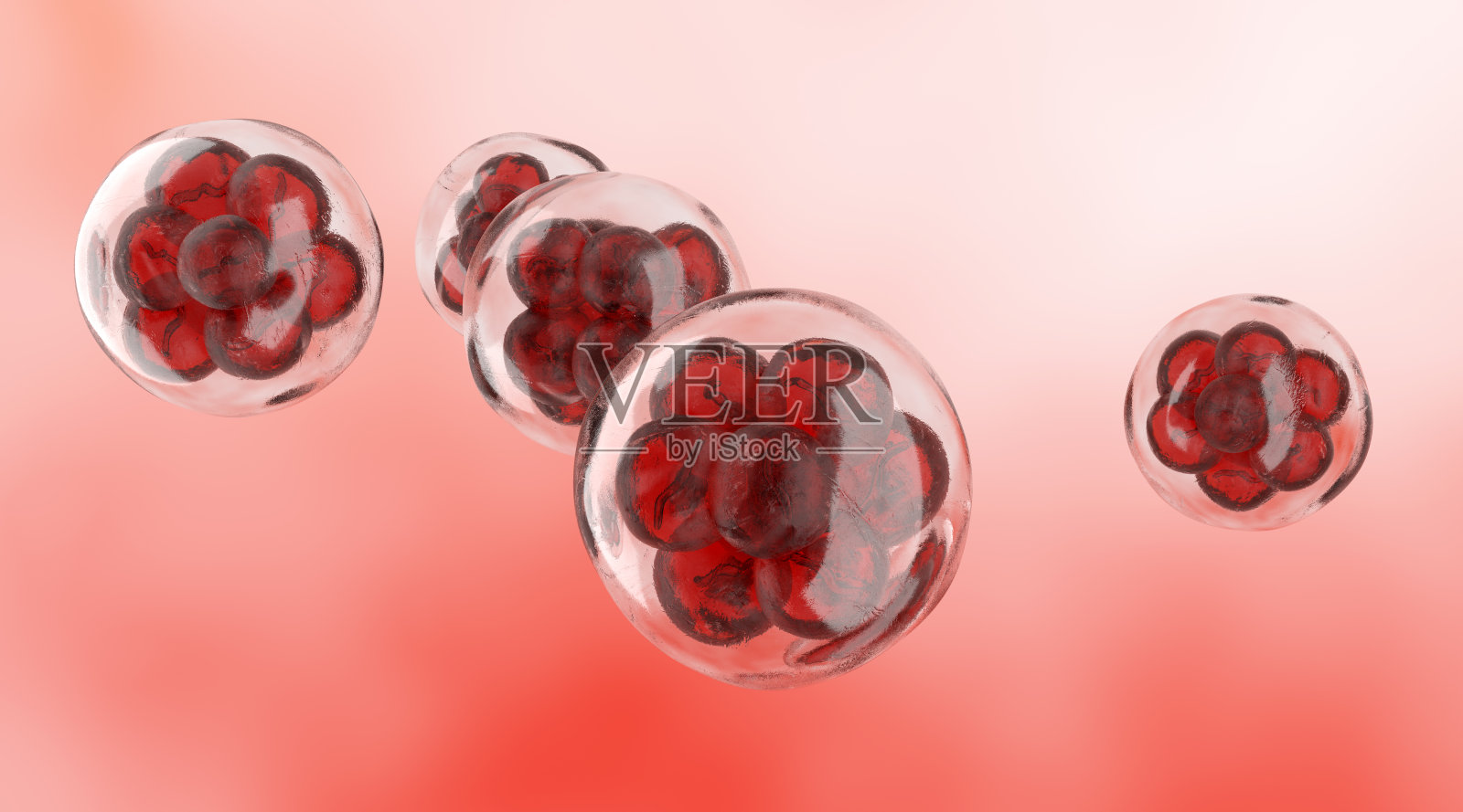 人类的细胞分裂。早期胚胎照片摄影图片_ID:411988020-Veer图库