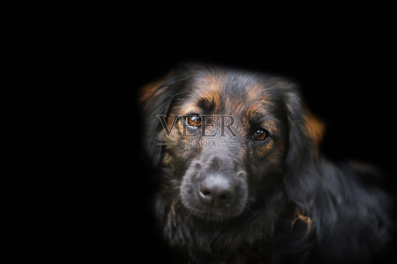 可爱的邋遢混种狗肖像上的黑色背景照片摄影图片