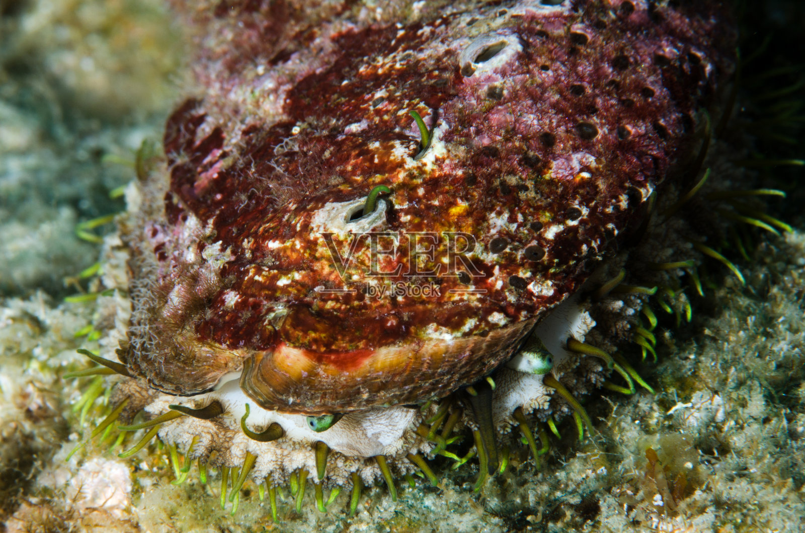 海蛞蝓照片摄影图片