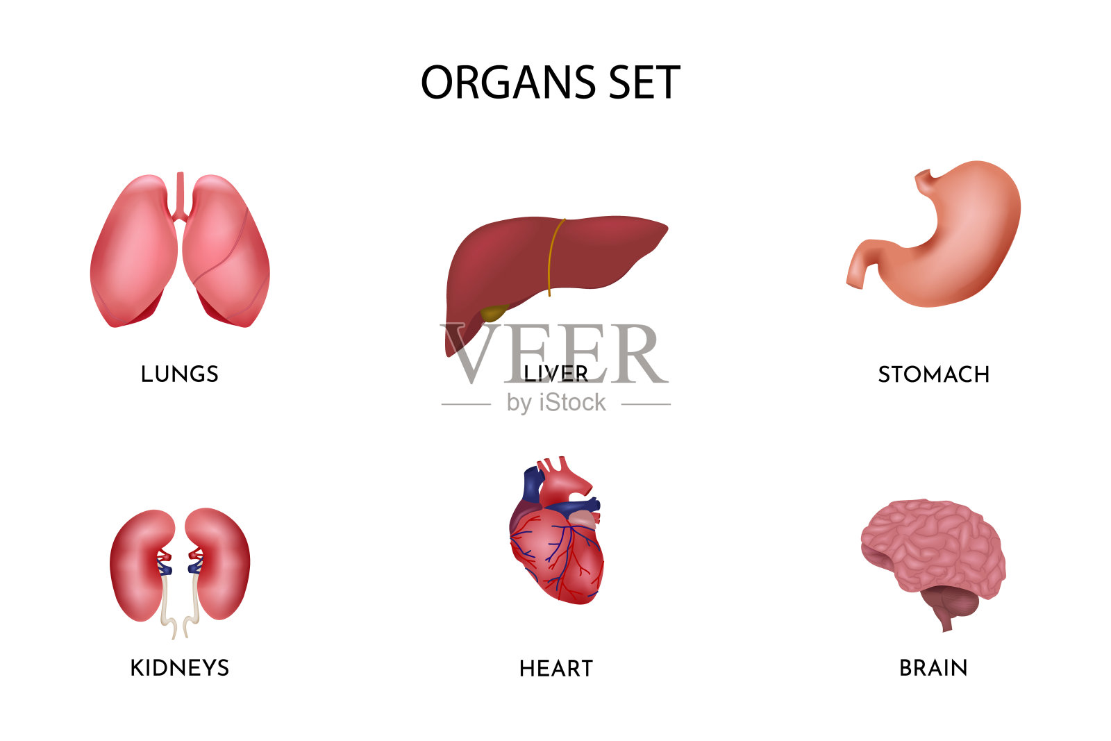 人体内部器官图标设置。包含肝，脑，肾，肺，心，胃。医学科学插画图片素材