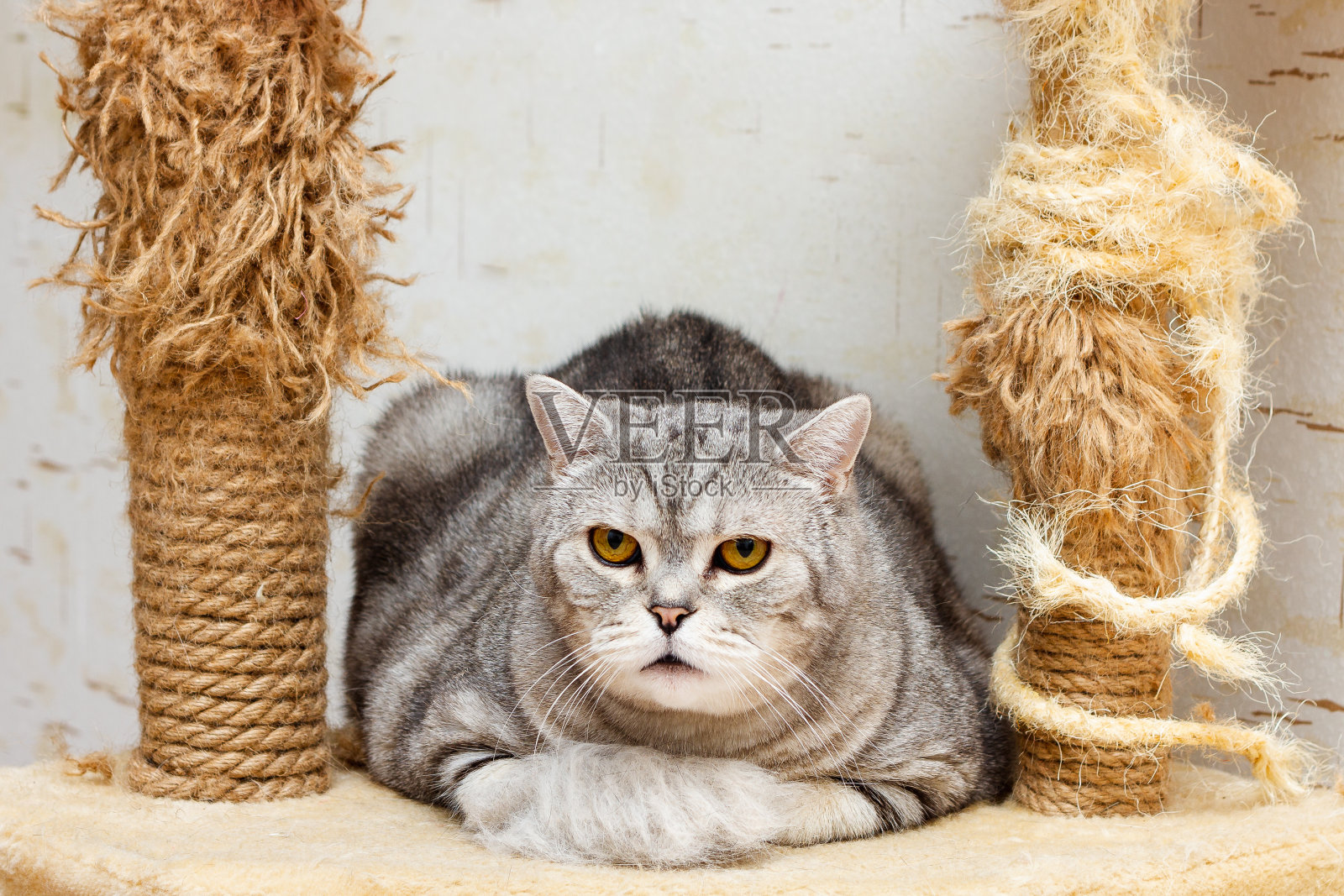 条纹灰色的英国猫坐在两个常用的抓挠柱之间与褴褛的部分。有选择性的重点。照片摄影图片