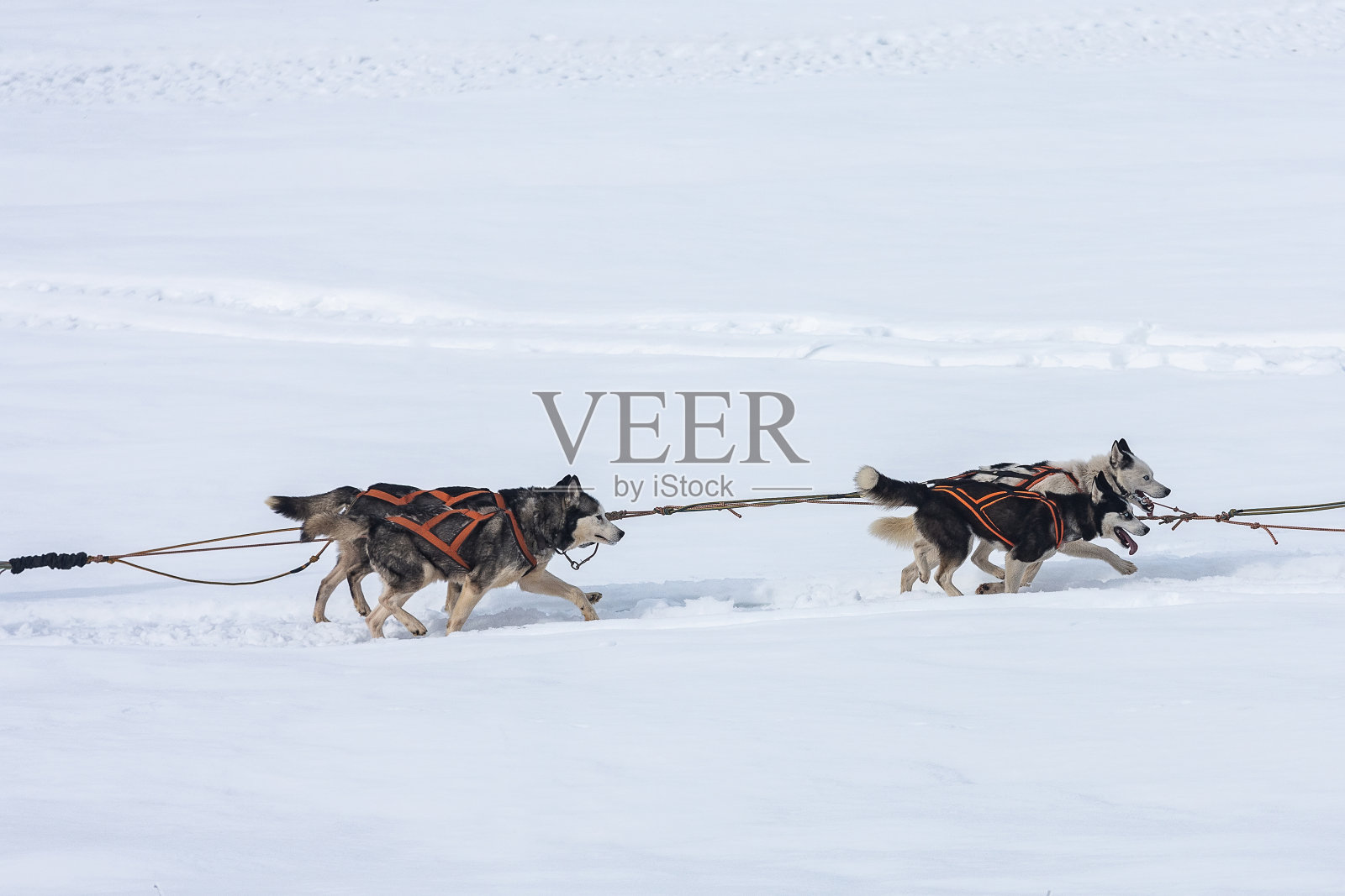 一群西伯利亚哈士奇和雪橇狗参加狗拉雪橇比赛照片摄影图片