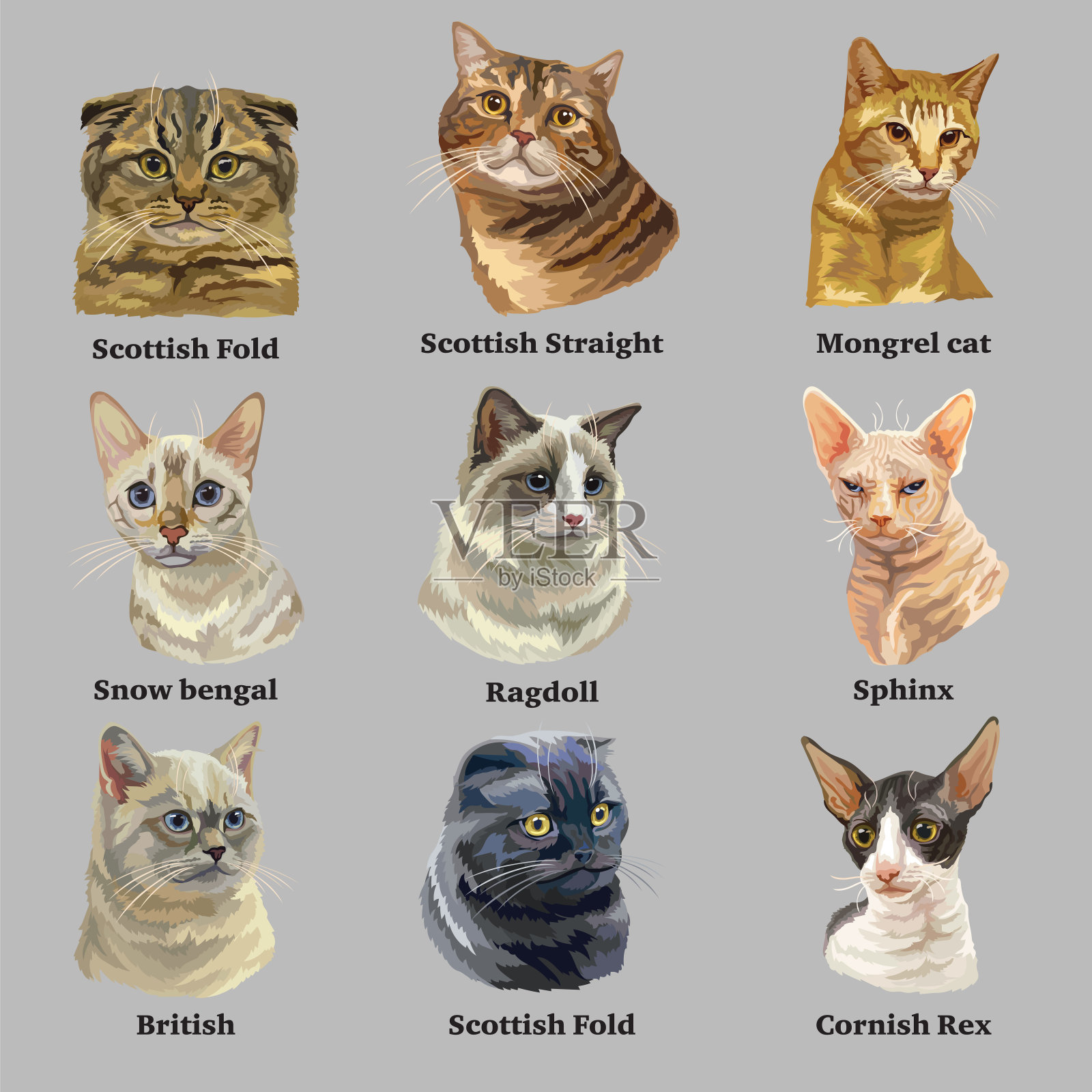 一套猫品种的肖像插画图片素材