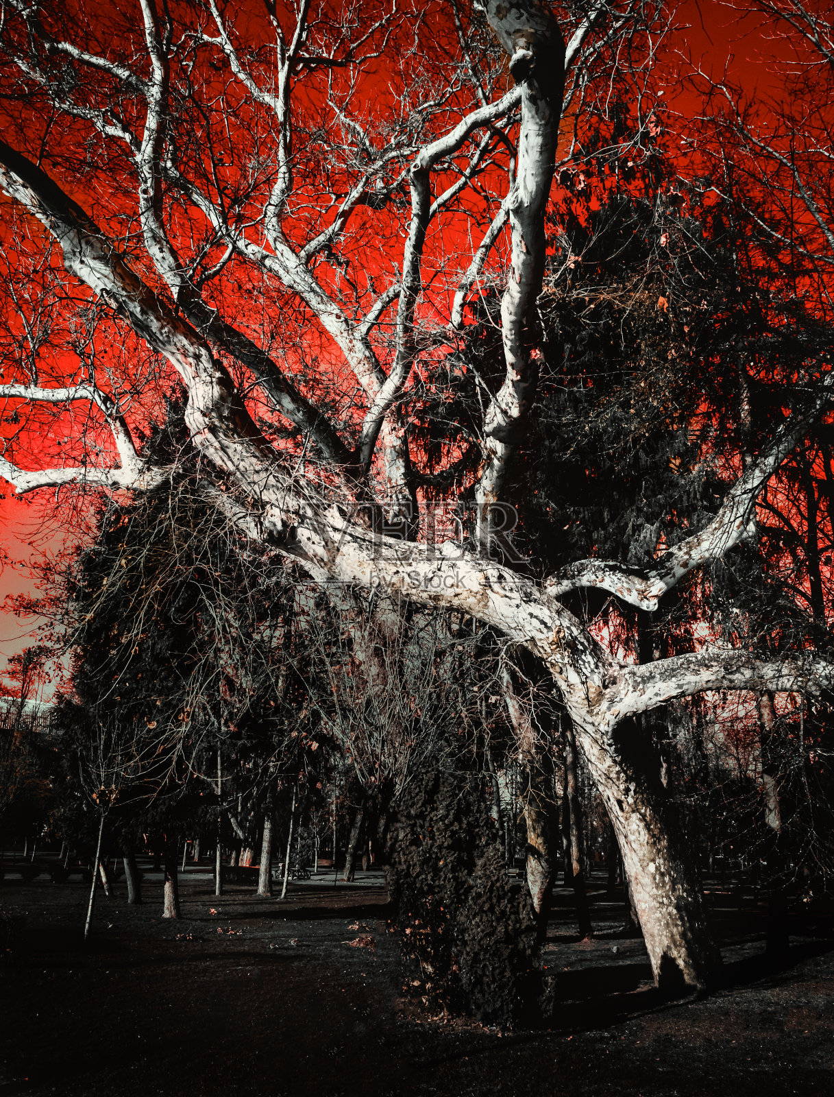 红色的天空，戏剧性的编辑了一棵没有叶子的孤独的树。照片摄影图片