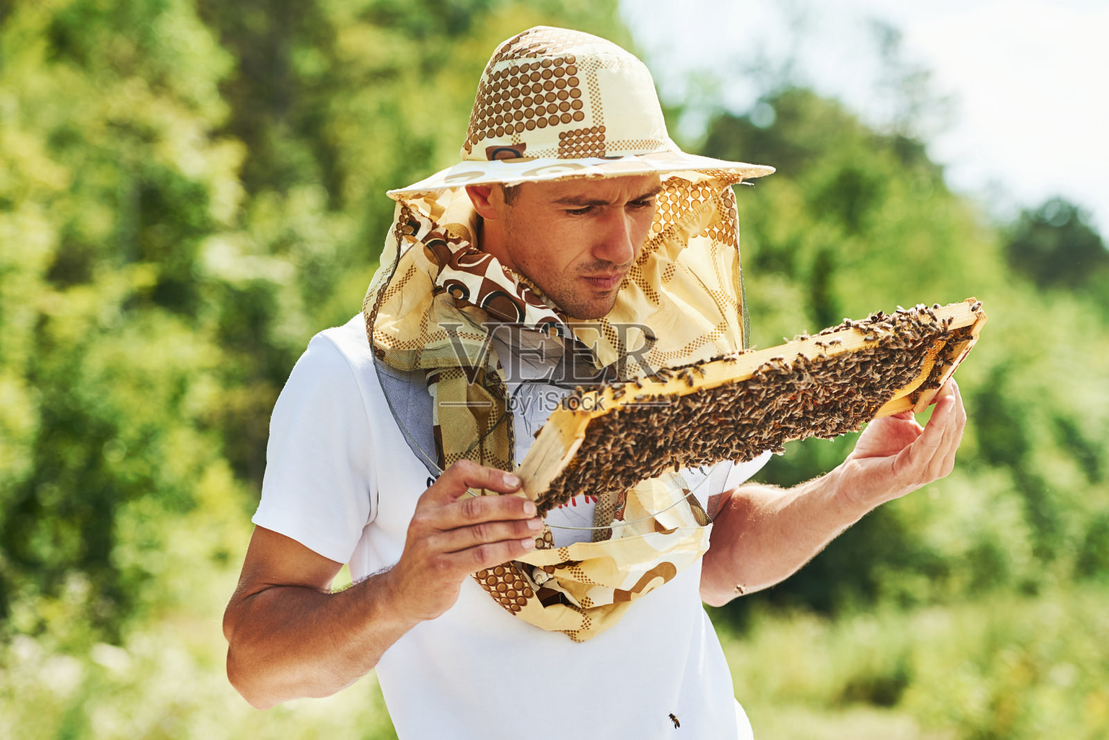 爱好和业务。养蜂人在阳光灿烂的日子里在户外用装满蜜蜂的蜂巢工作照片摄影图片