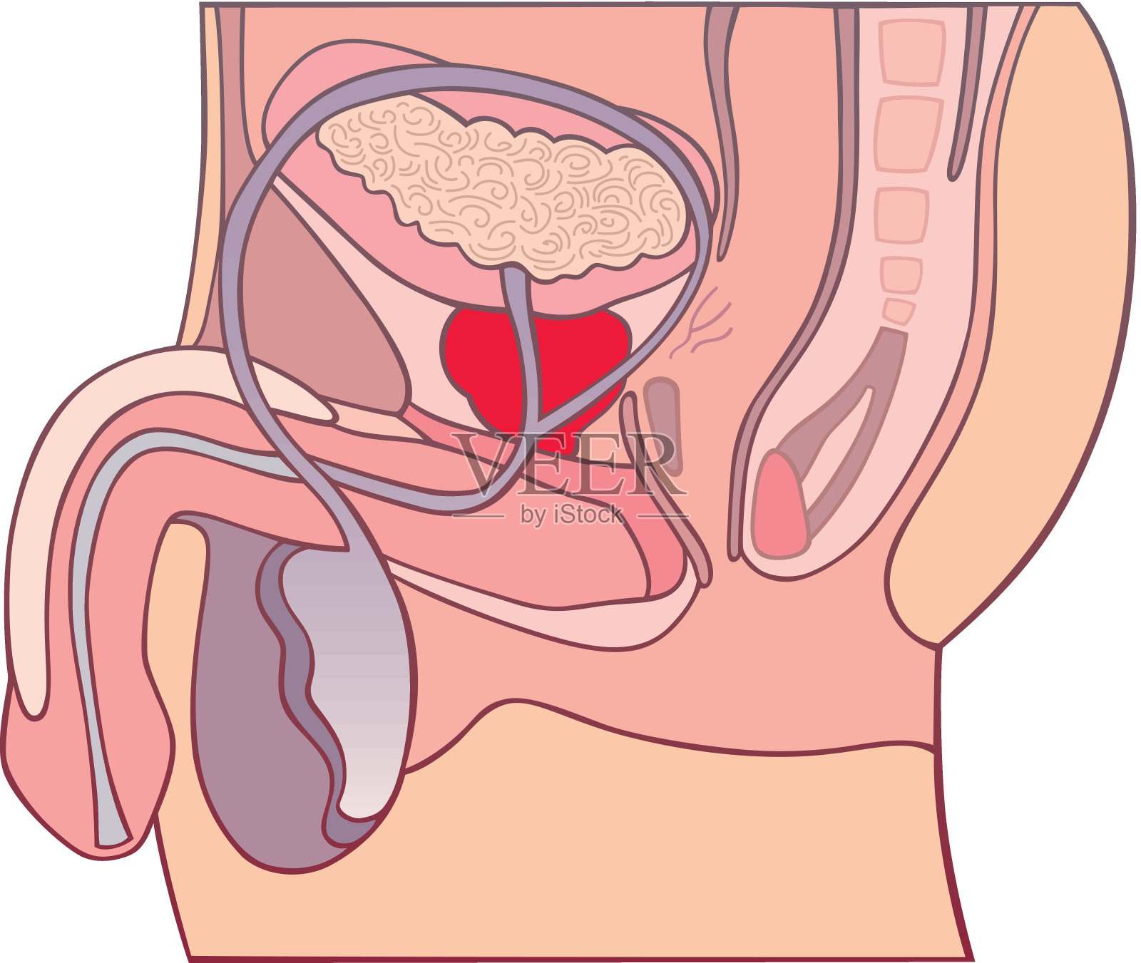 前列腺插画图片素材