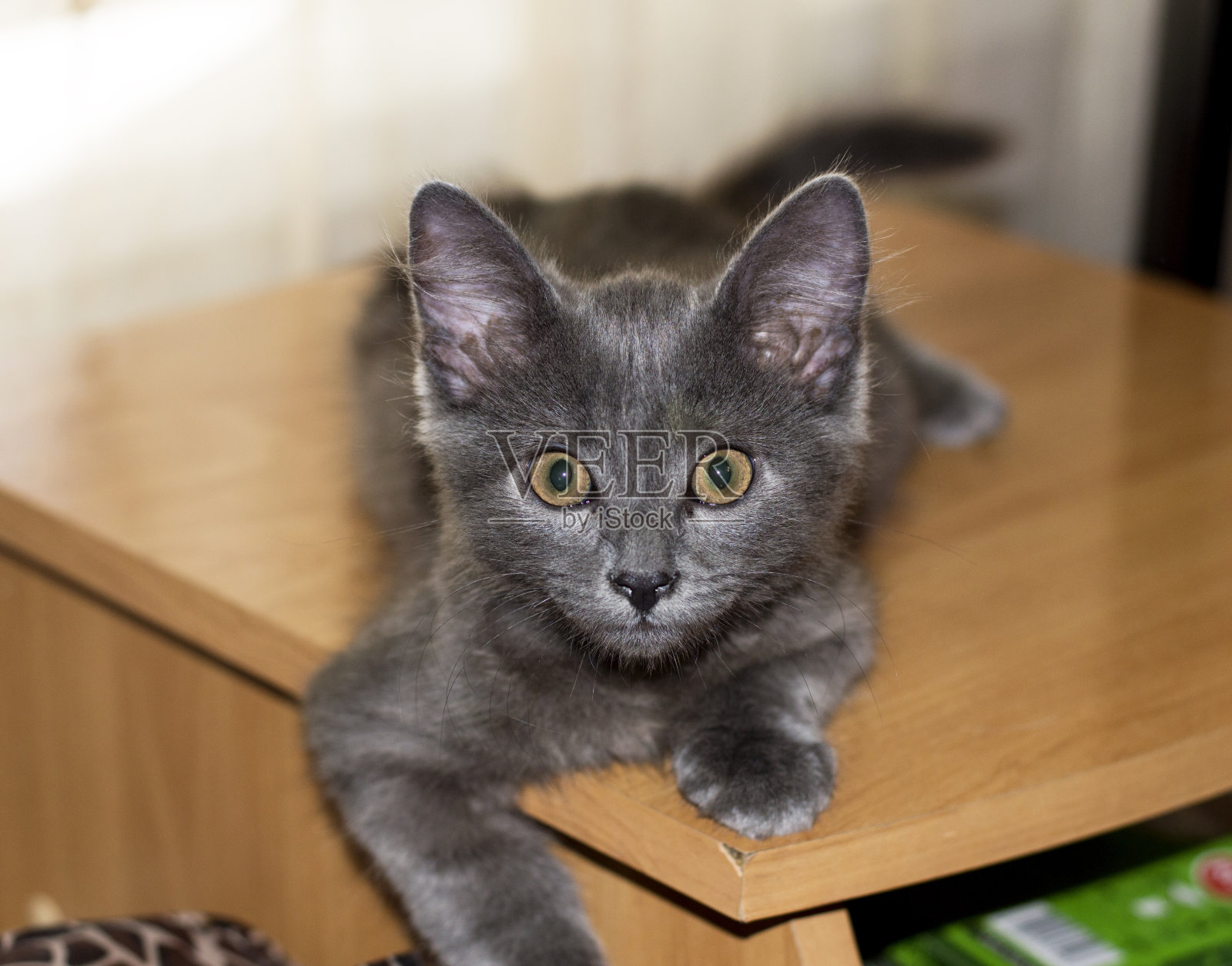 大耳朵的灰色小猫在桌子上照片摄影图片