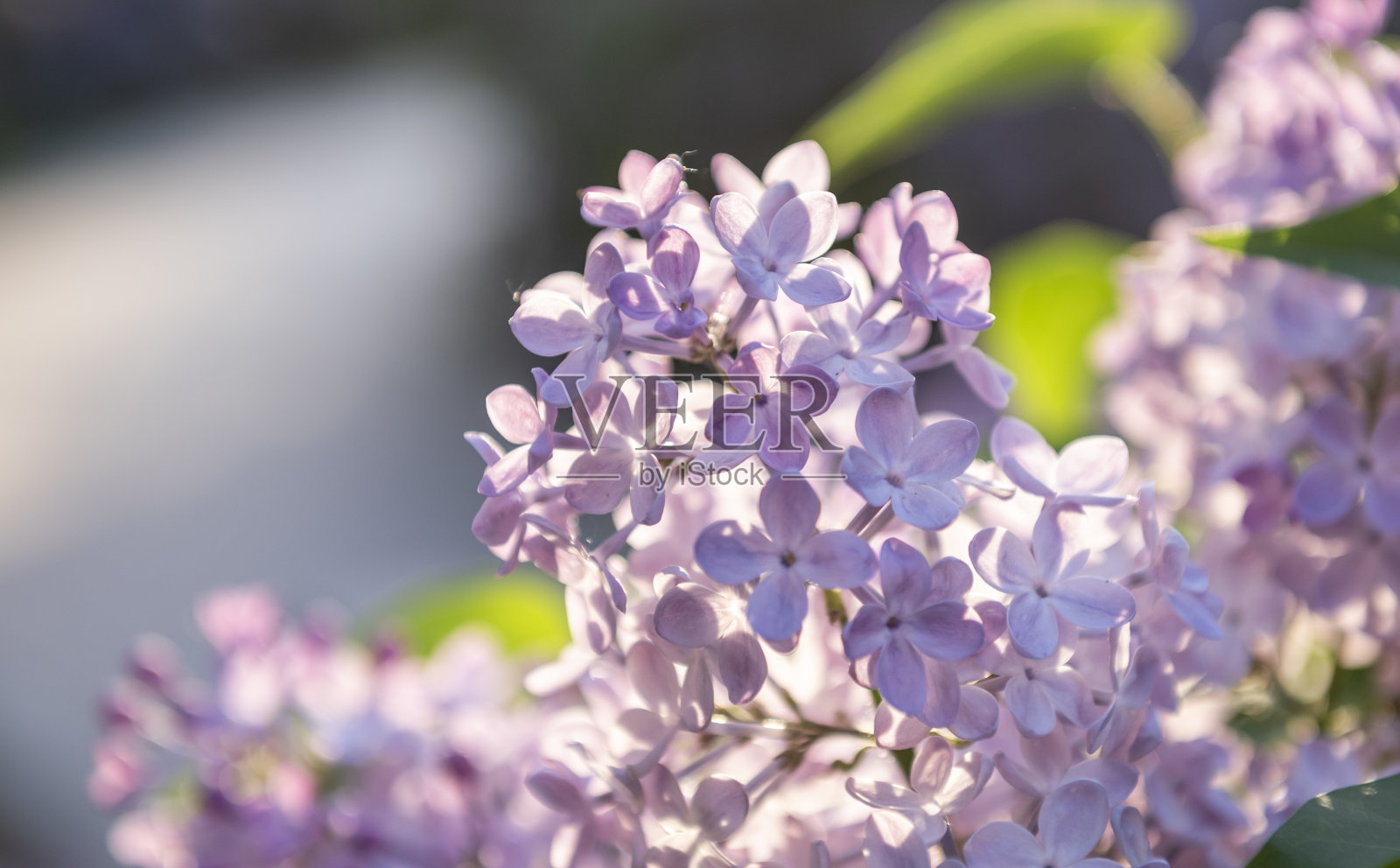 淡紫色的花。照片摄影图片