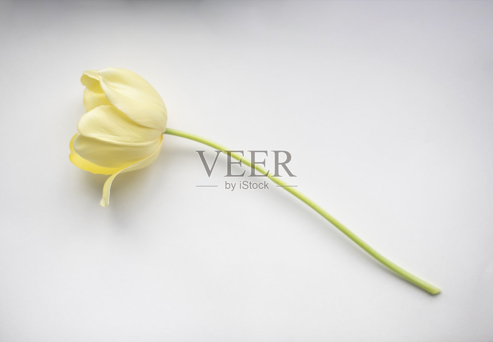 黄色郁金香绿色茎与白色背景照片摄影图片