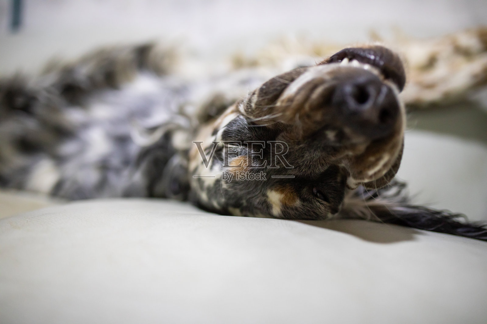 搞笑的狗狗睡觉的照片照片摄影图片