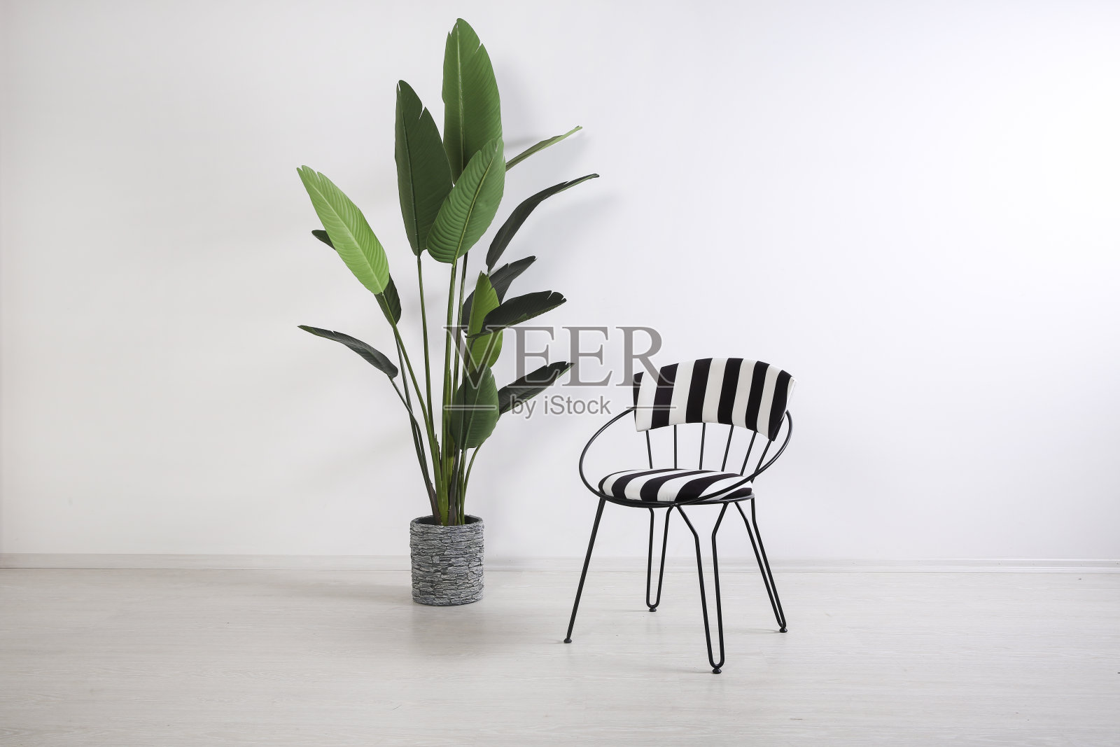 白色复古房间里的椅子和室内植物照片摄影图片