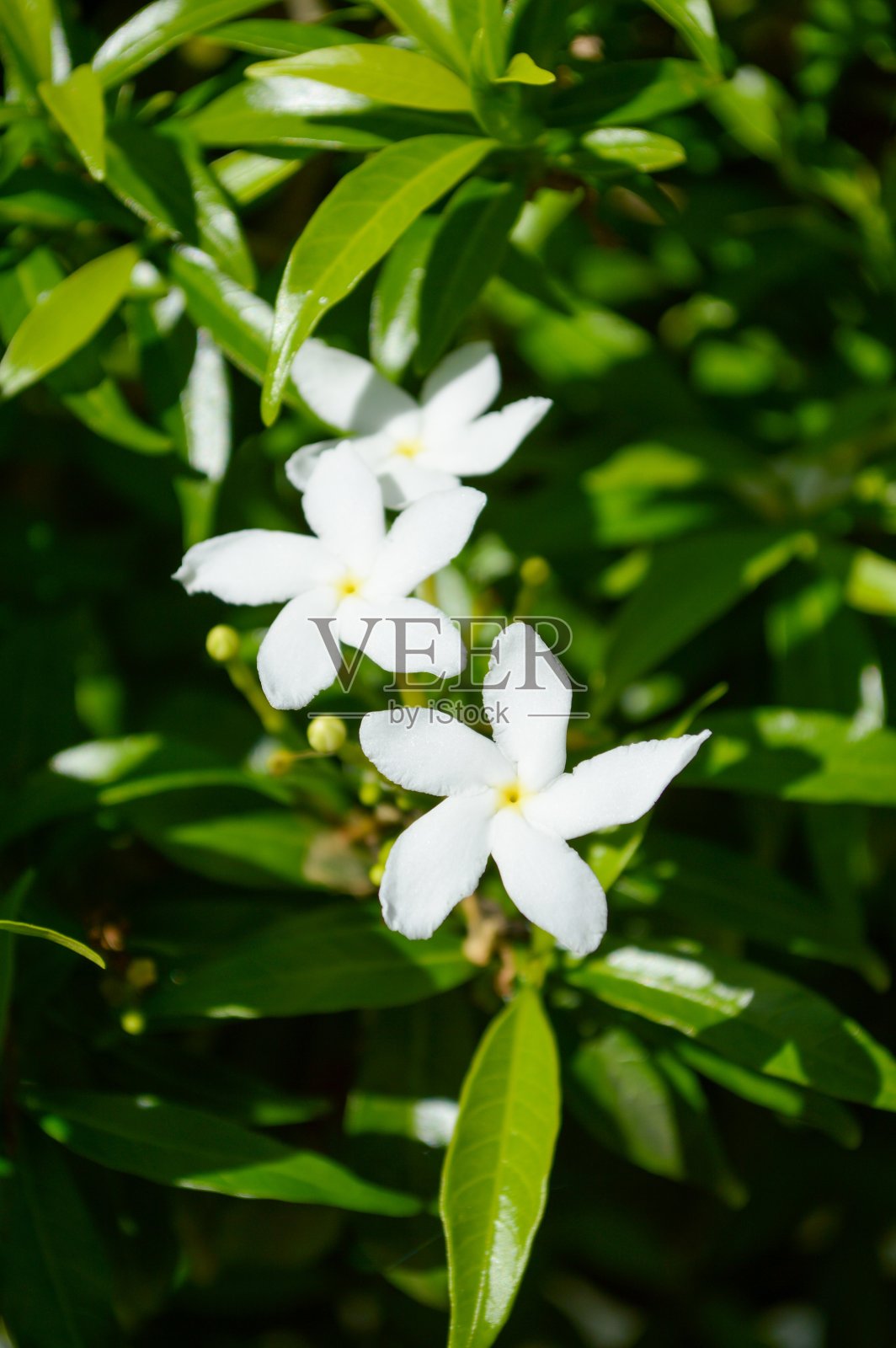 花园里有朵白色的花照片摄影图片