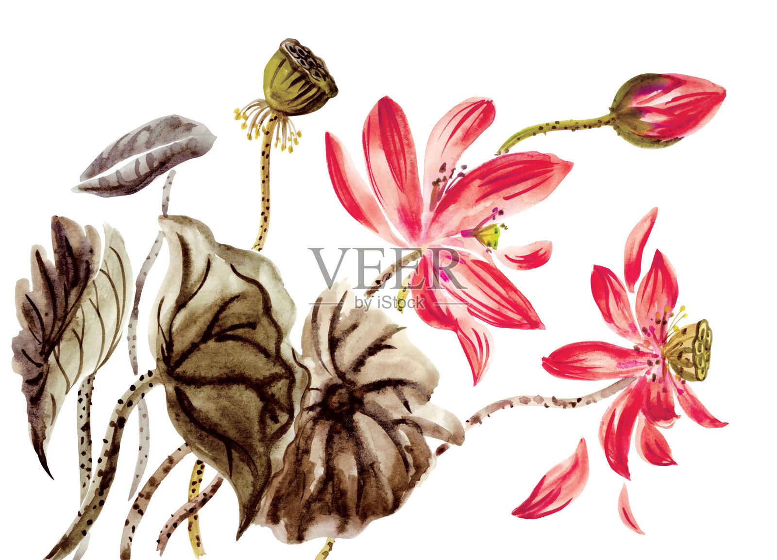 红色荷叶，花蕾和种子，水彩画插画图片素材