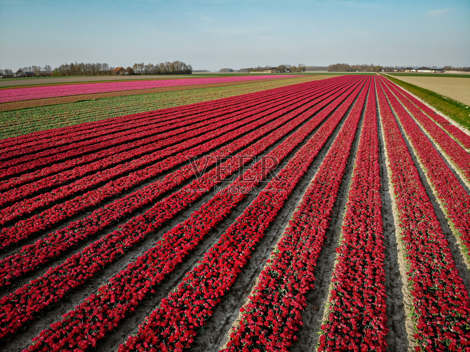 无人机鸟瞰荷兰东北部的郁金香田照片摄影图片