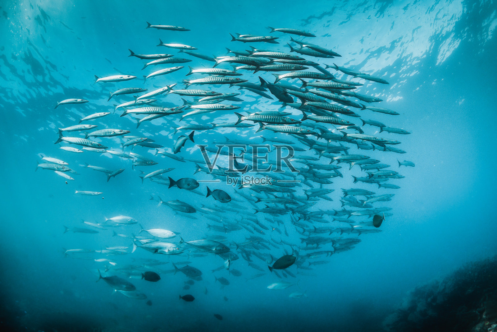 在清澈湛蓝的海洋中成群结队的远洋银鱼照片摄影图片