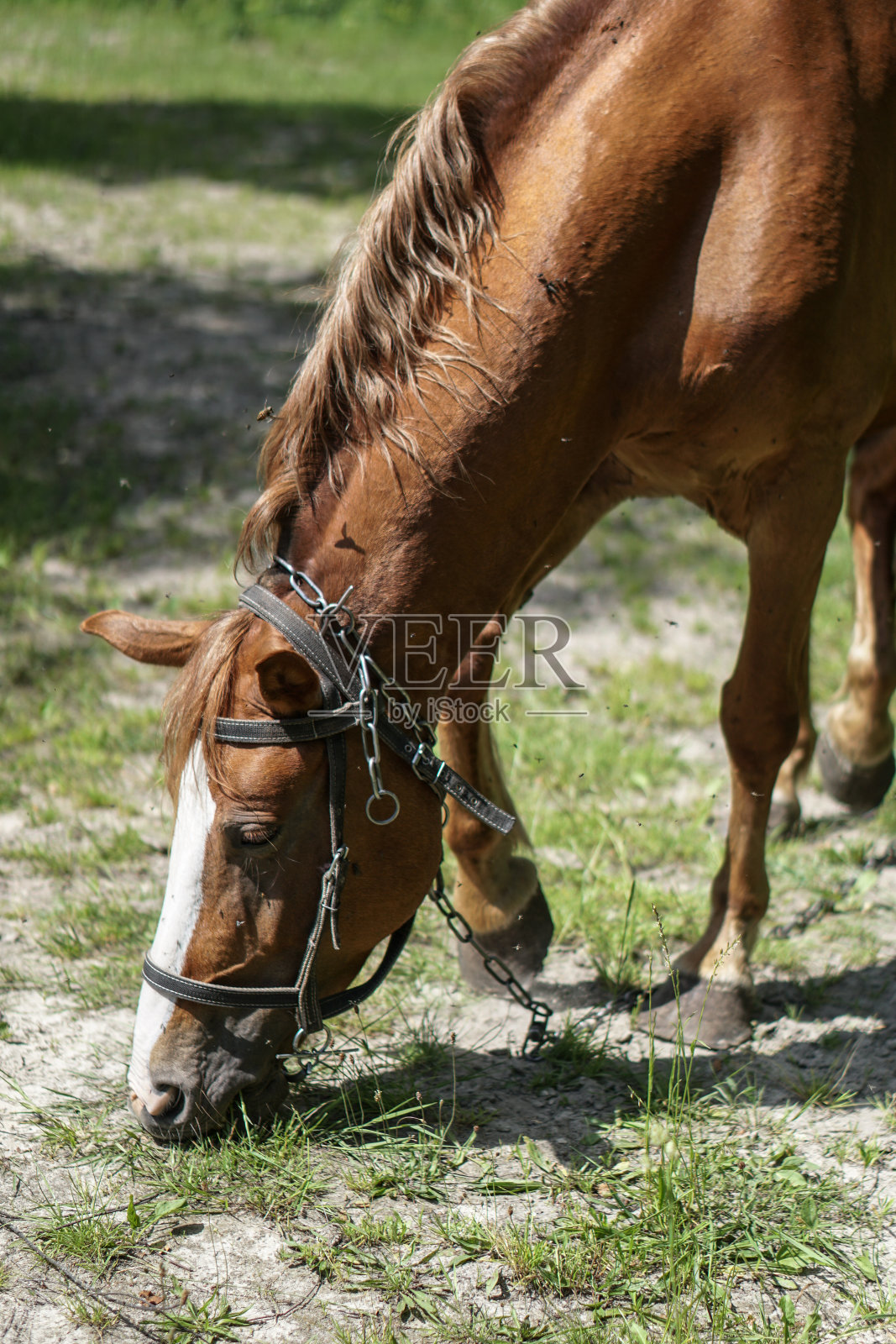 围场中的马。养殖动物的农场主题。设计库存背景照片摄影图片